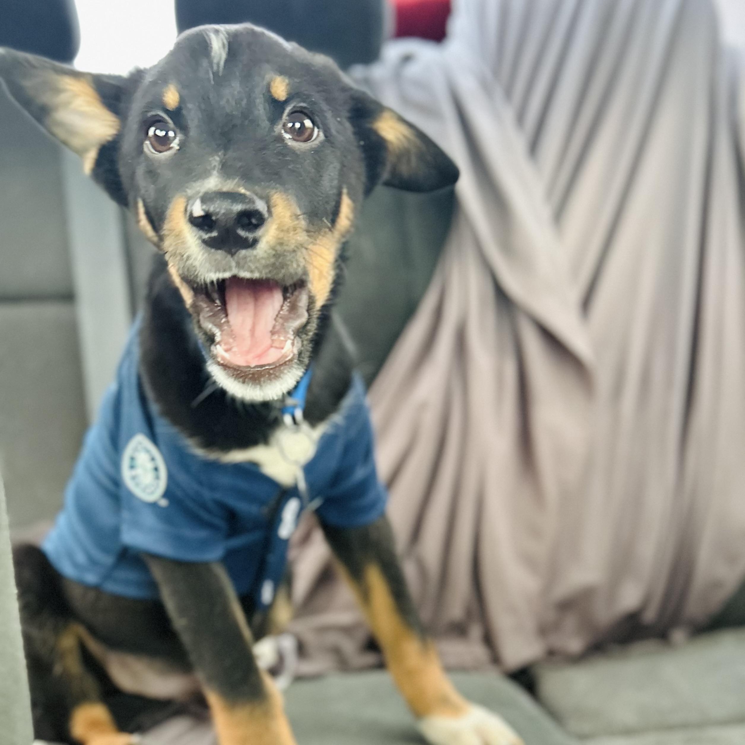 Buckwheat, Adoptable, Puppy Male Pit Bull Terrier & Siberian Husky.