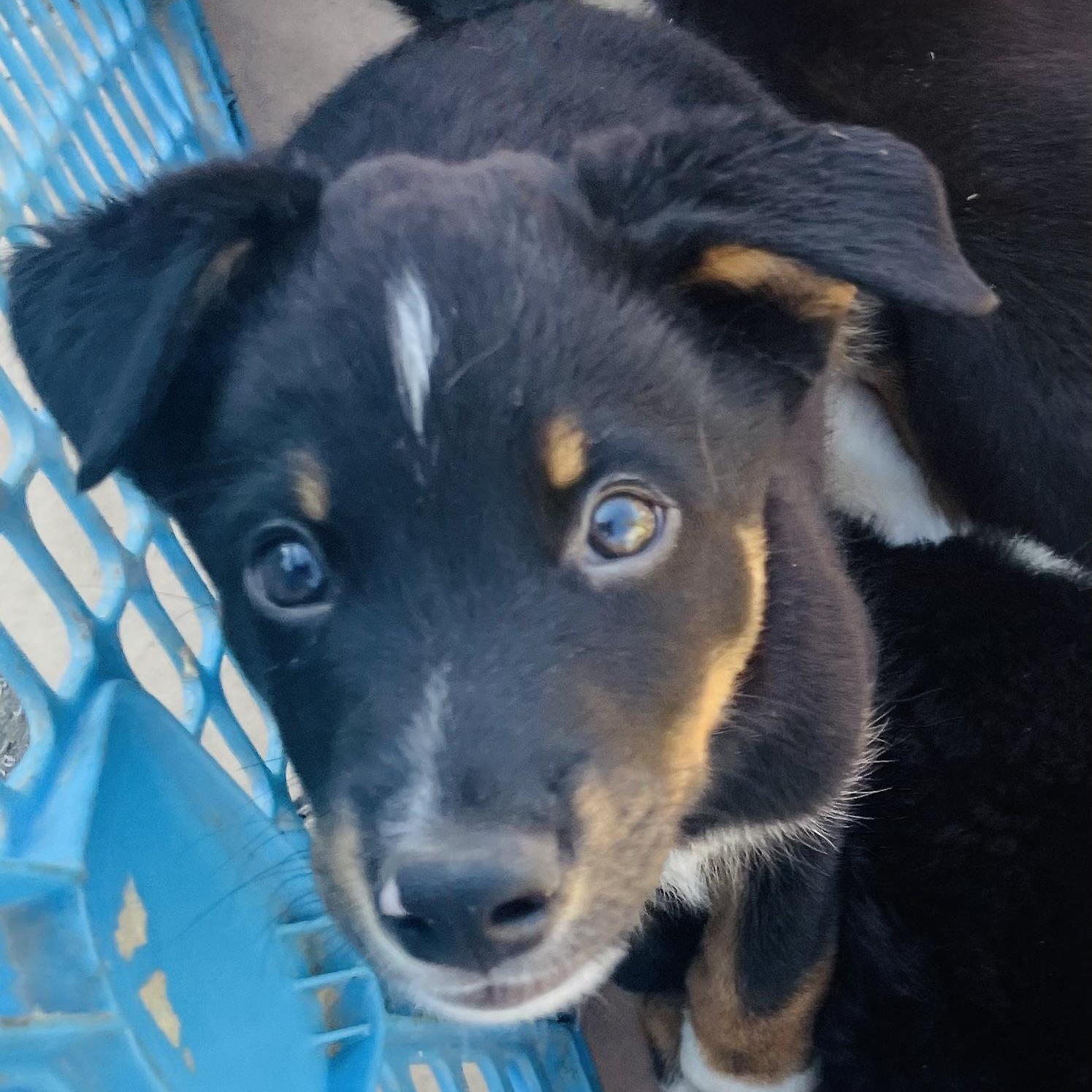 Buckwheat, Adoptable, Puppy Male Pit Bull Terrier & Siberian Husky.