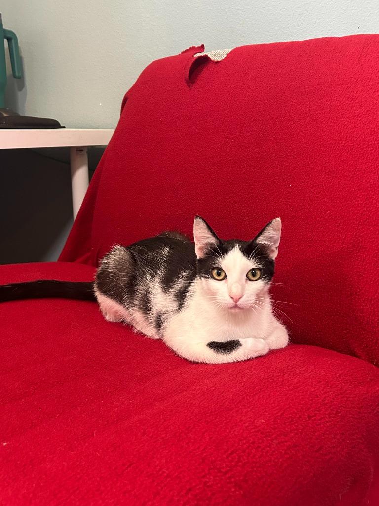 Lannister, Adoptable, Adult Male Domestic Short Hair.