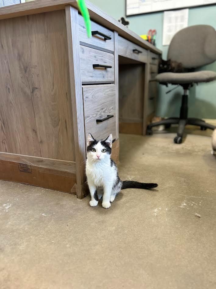 Lannister, a Adoptable mixed breed in Canyon Country, CA image 5/6
