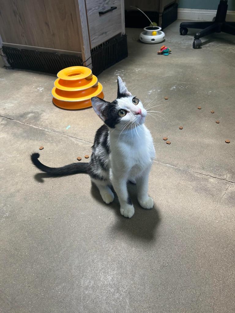 Enlarge Lannister, a Adoptable mixed breed in Canyon Country, CA image 4/6