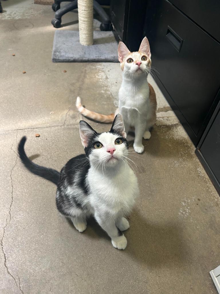 Lannister, a Adoptable mixed breed in Canyon Country, CA image 6/6