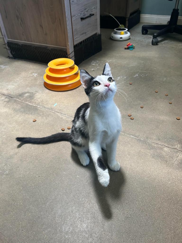 Enlarge Lannister, a Adoptable mixed breed in Canyon Country, CA image 5/6