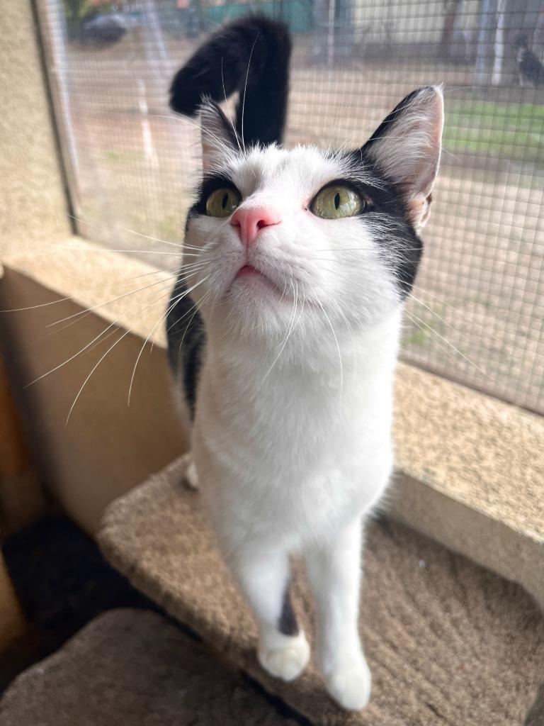 Enlarge Lannister, a Adoptable mixed breed in Canyon Country, CA image 6/6