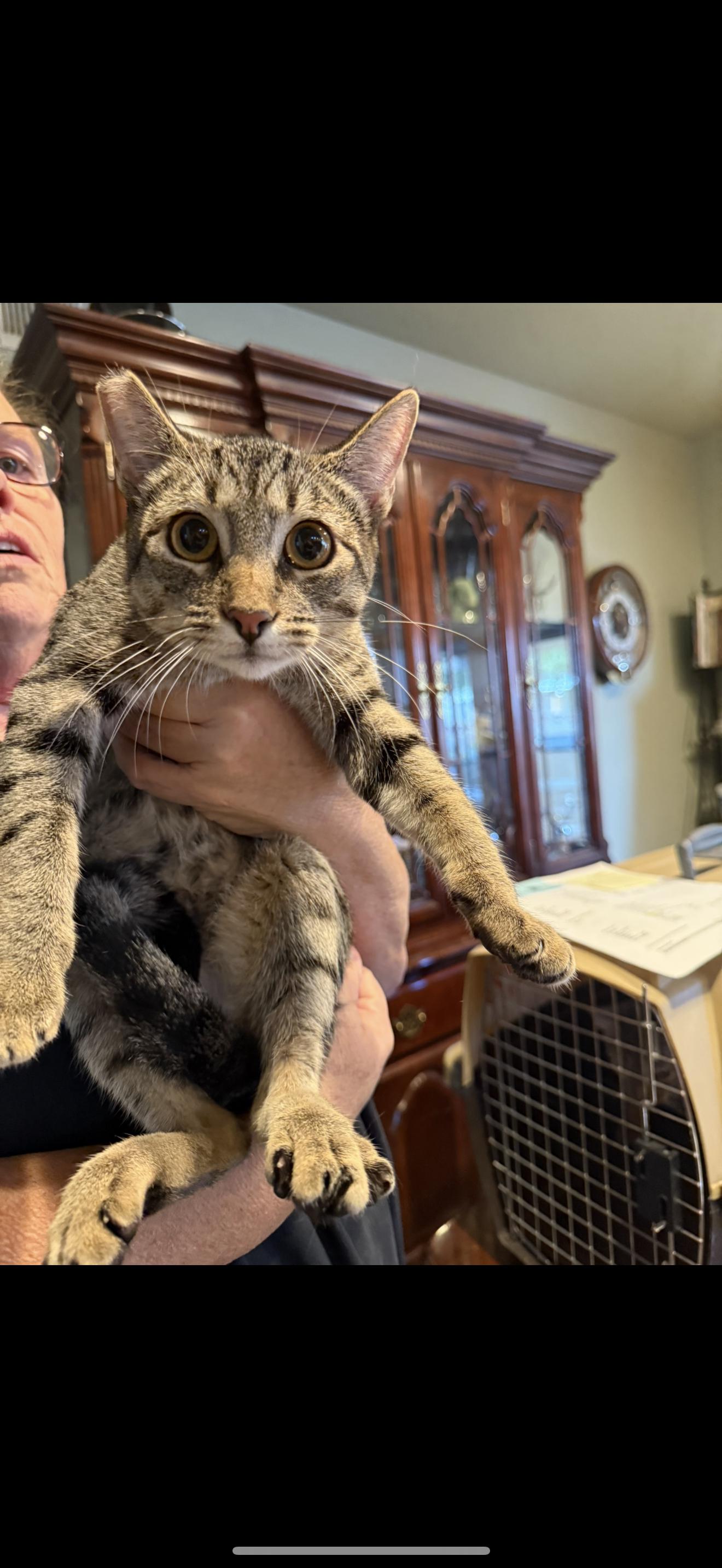 Enlarge Mouse Wrestler, a Adoptable Tabby in Las Vegas, NV image 1/1