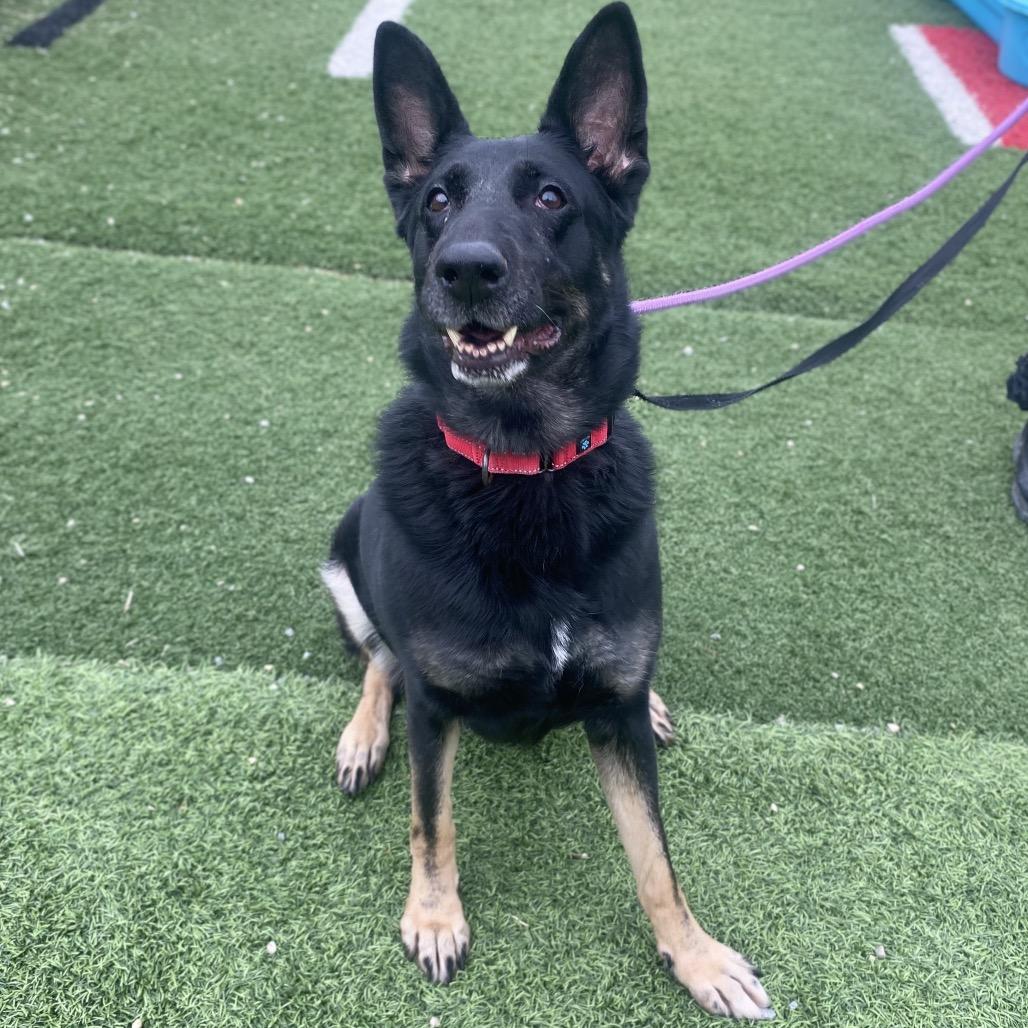 Birdie, a Adoptable German Shepherd Dog in Batavia, OH image 2/4