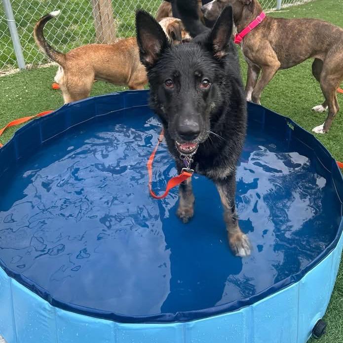 Birdie, a Adoptable German Shepherd Dog in Batavia, OH image 3/4