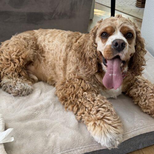 Enlarge Chip W 26113, a Adoptable Cocker Spaniel in Parker, CO image 2/4