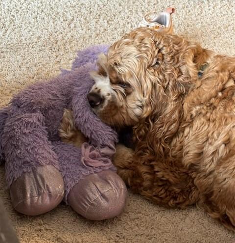 Enlarge Chip W 26113, a Adoptable Cocker Spaniel in Parker, CO image 3/4