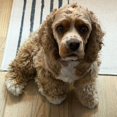 Enlarge Chip W 26113, a Adoptable Cocker Spaniel in Parker, CO image 4/4