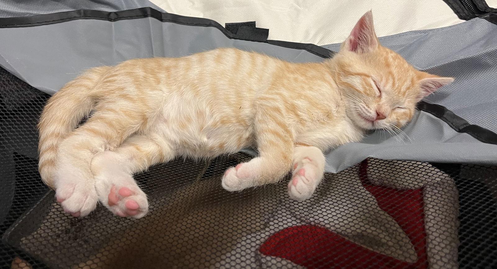 Pumpkin, Adopted, Young Male Domestic Short Hair.