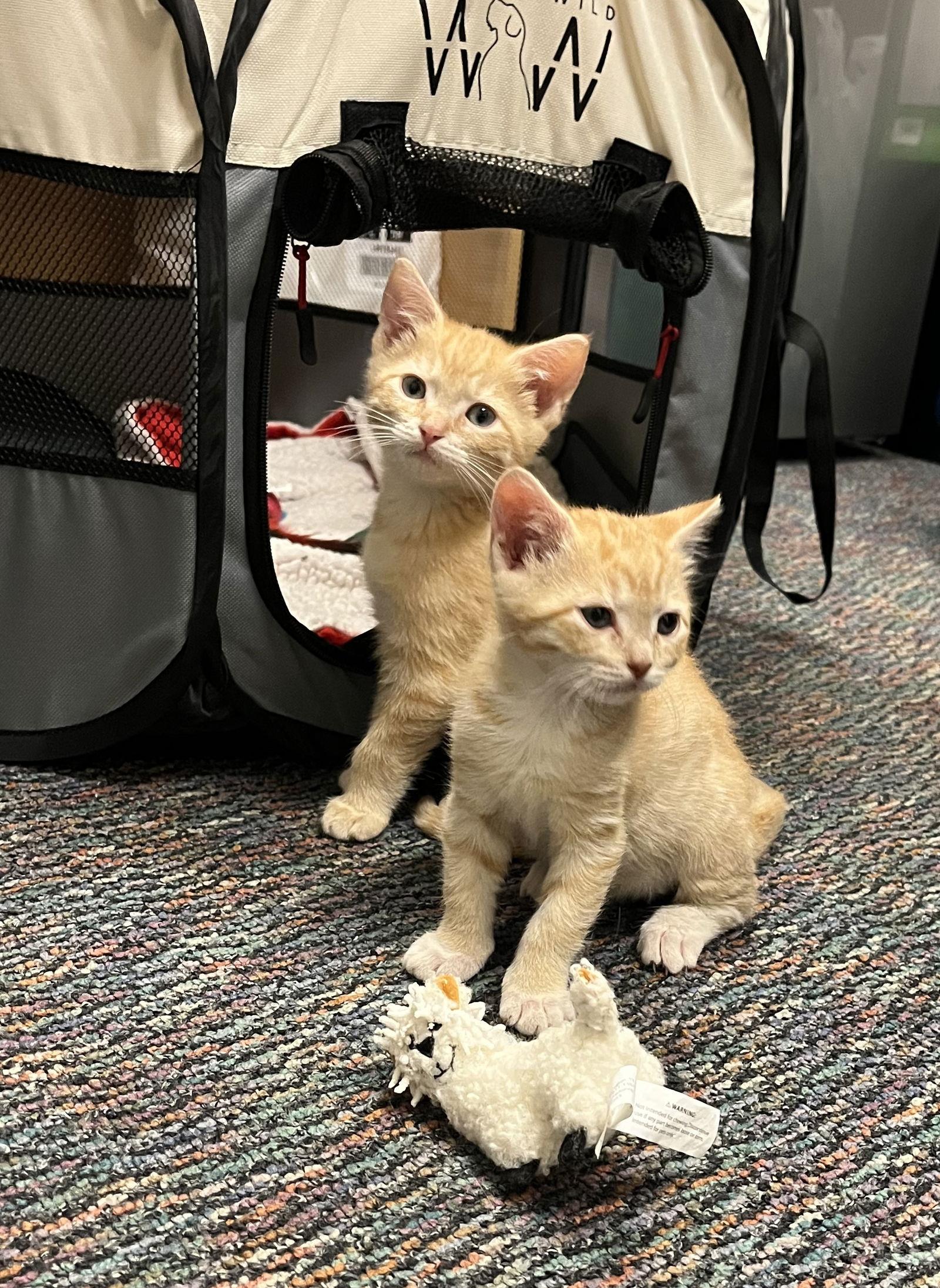 Enlarge Pumpkin, a Adopted Domestic Short Hair in Burlington, WA image 3/3