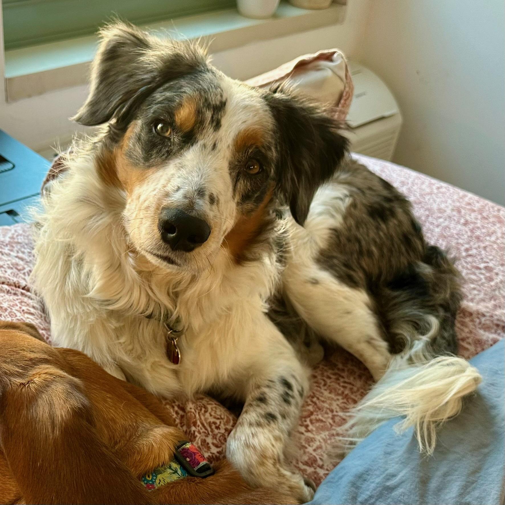 Theo, ADOPTABLE, Adult Male Australian Shepherd.