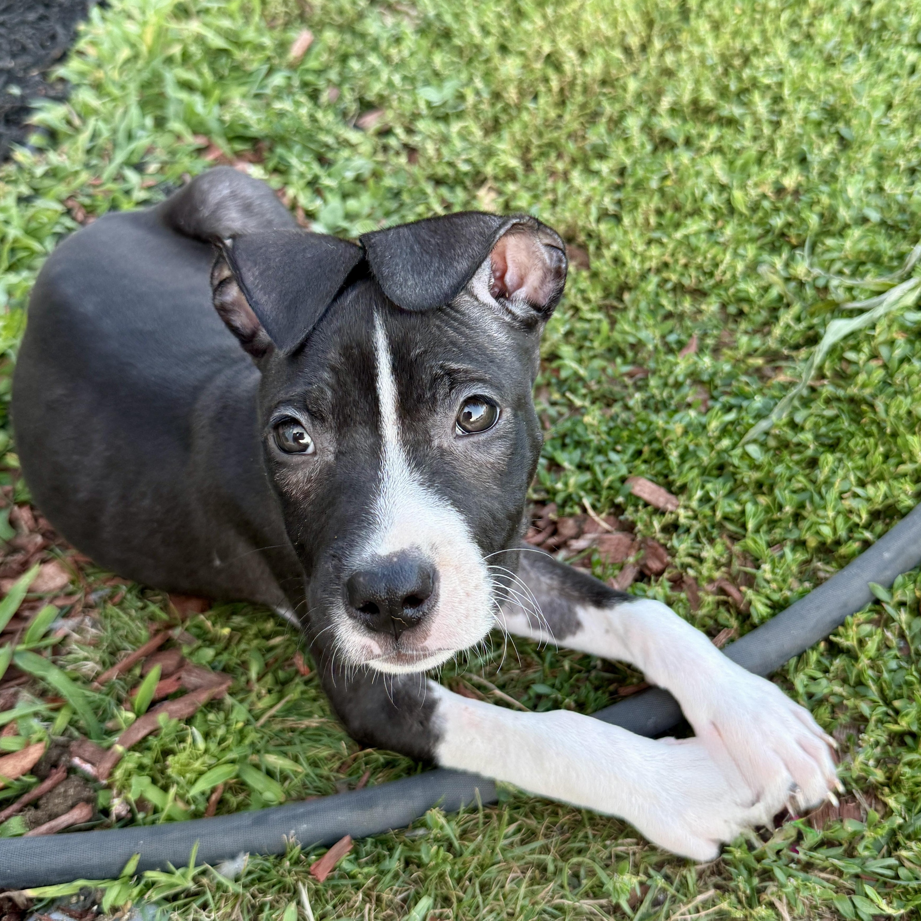 Pina, a Adoptable mixed breed in Copiague, NY image 2/5