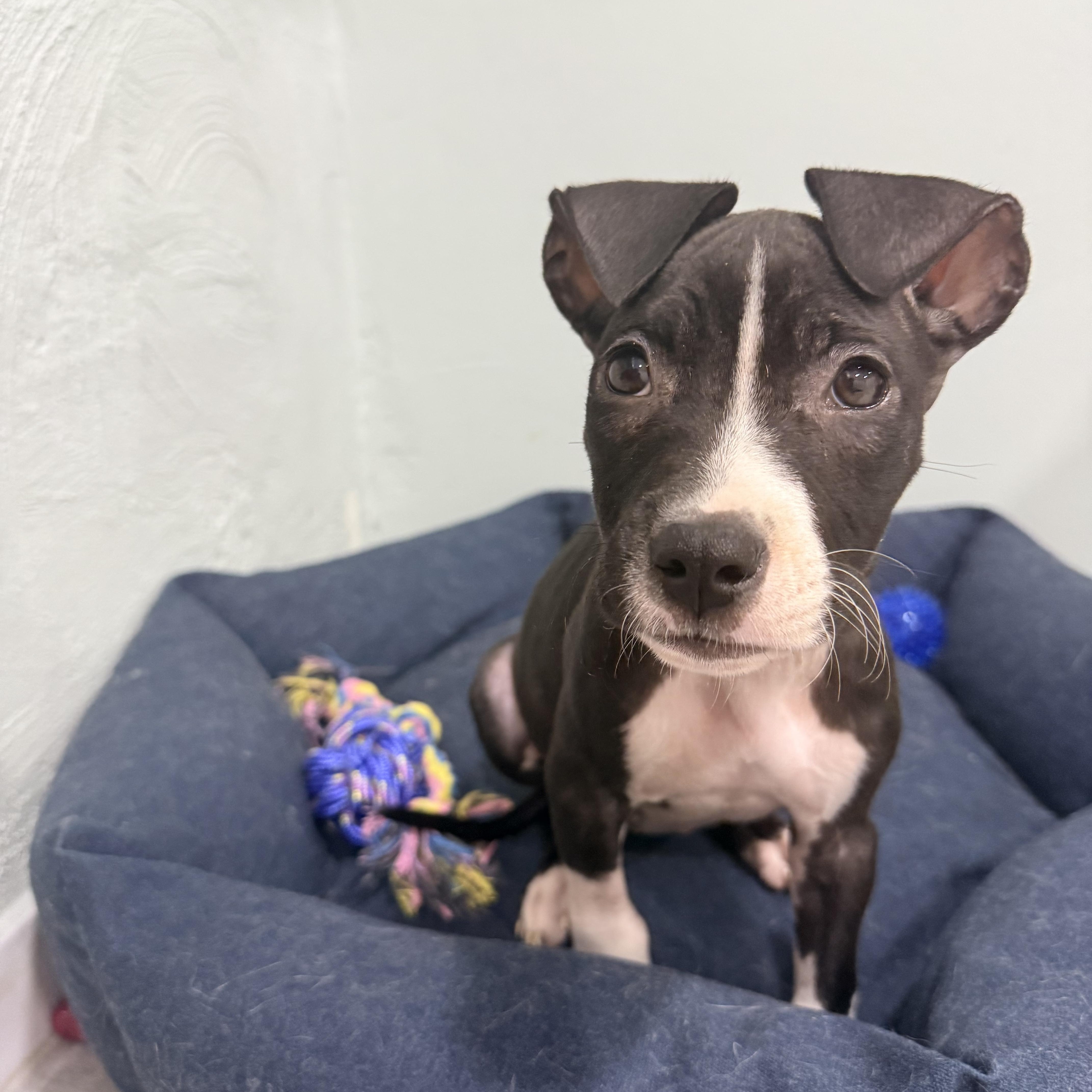 Pina, a Adoptable mixed breed in Copiague, NY image 3/5