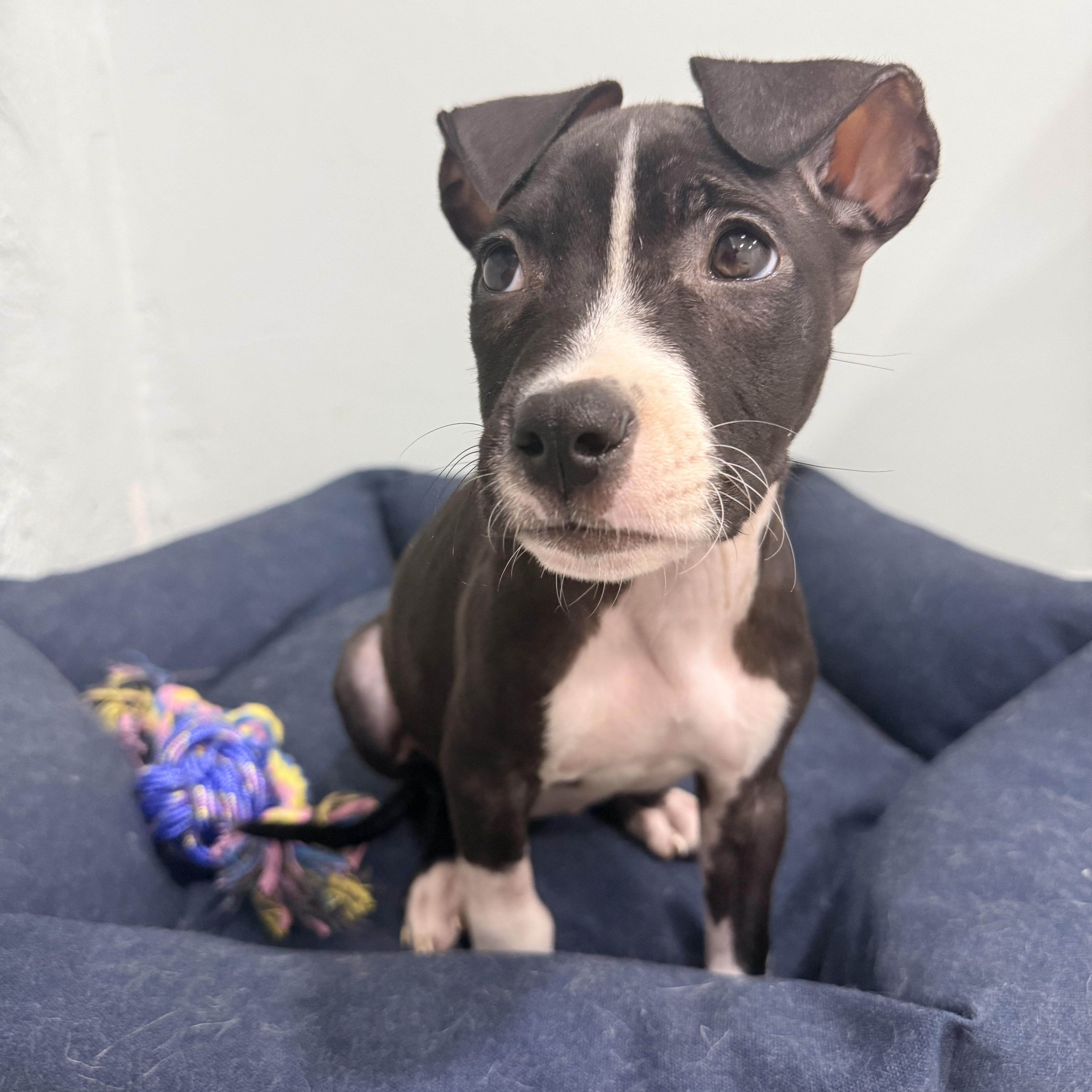 Pina, a Adoptable mixed breed in Copiague, NY image 5/5