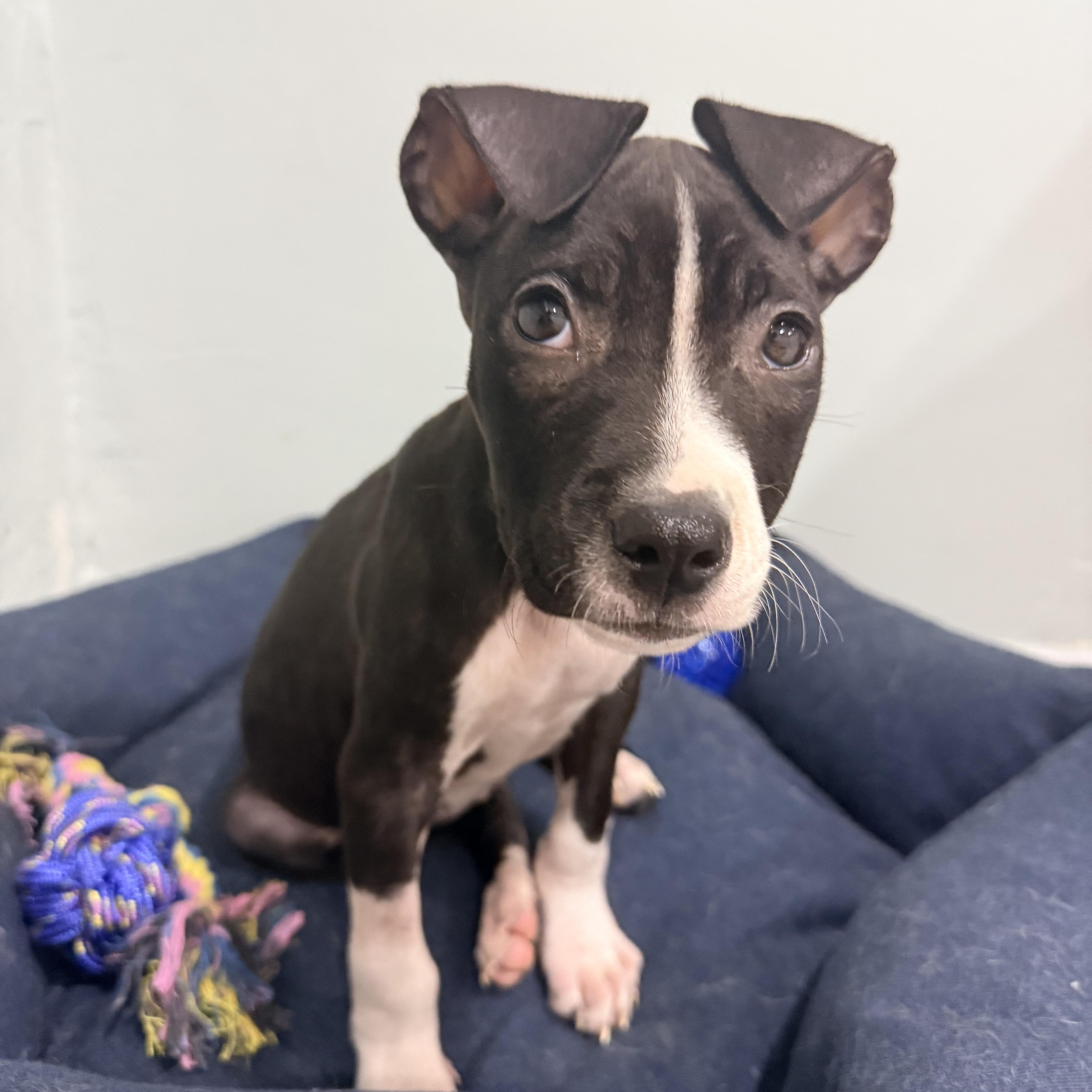 Pina, a Adoptable mixed breed in Copiague, NY image 4/5