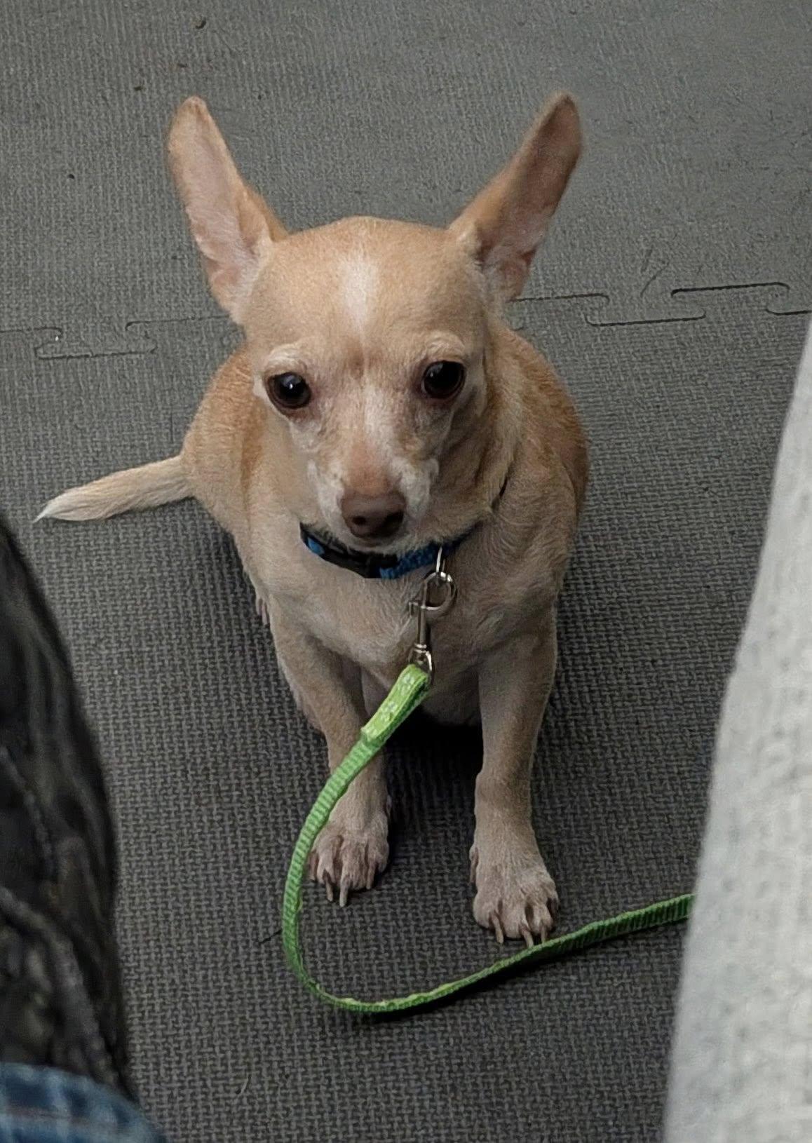 Enlarge Olive, a Adopted Chihuahua in Austin, TX image 1/6