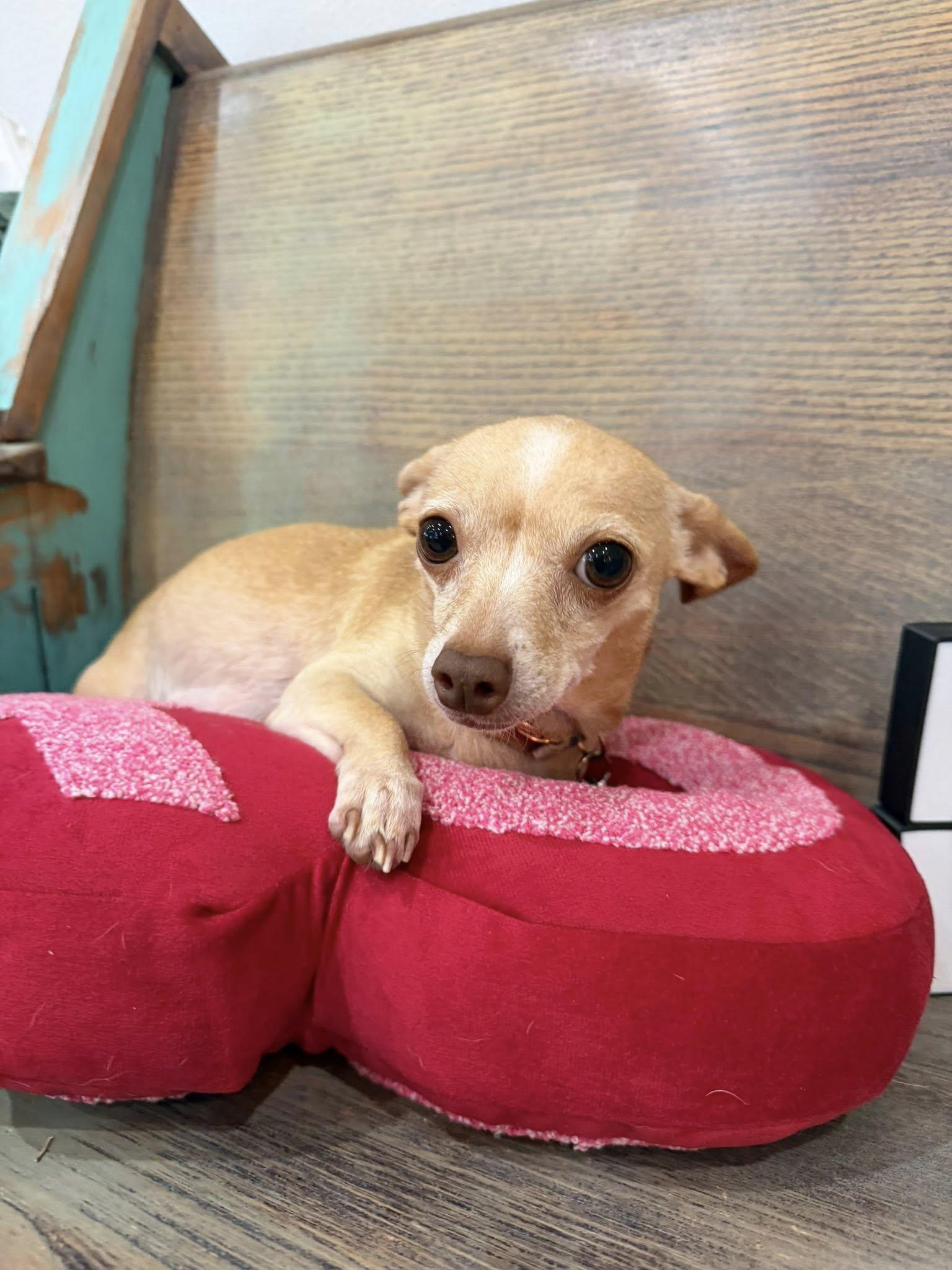 Enlarge Olive, a Adopted Chihuahua in Austin, TX image 4/6