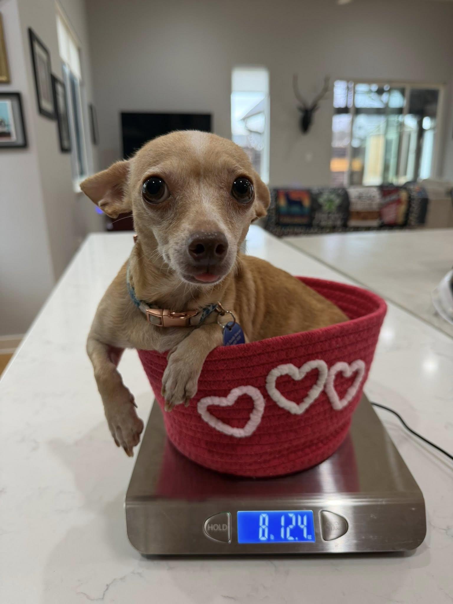 Enlarge Olive, a Adopted Chihuahua in Austin, TX image 6/6