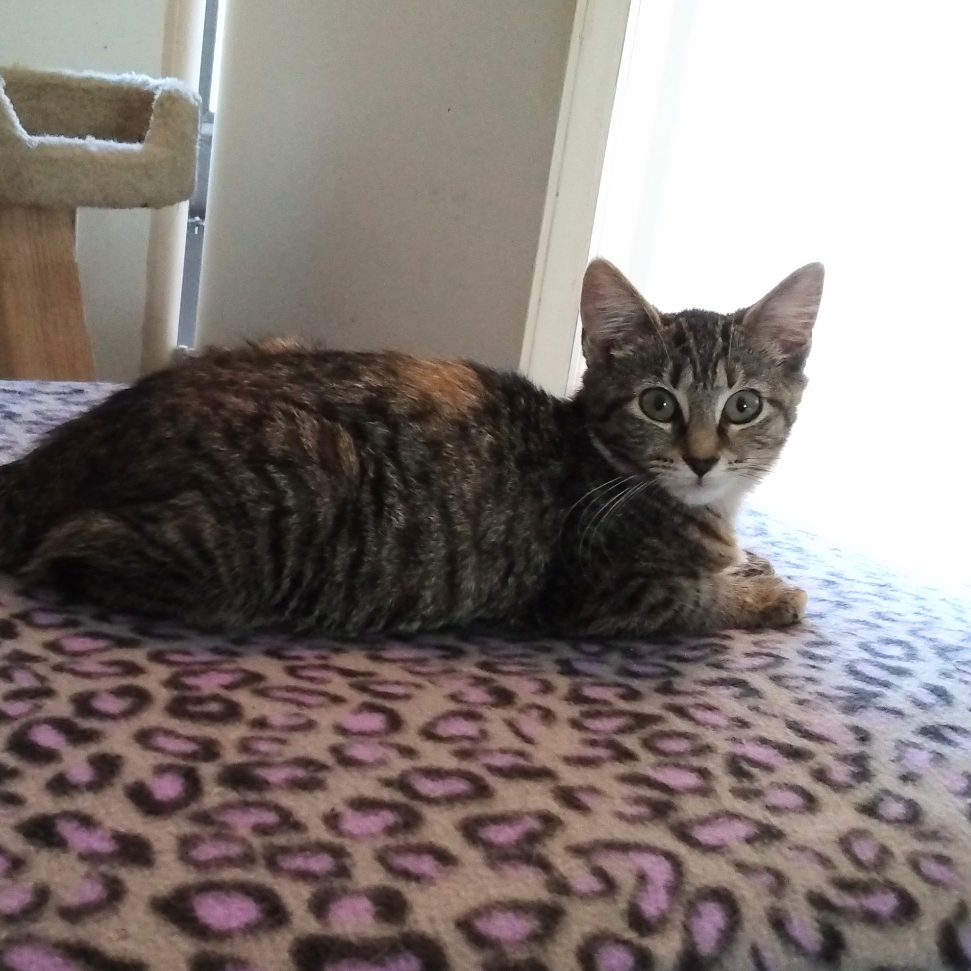 Wendy and Tigerlily (Bonded Pair), Adoptable, Kitten Female Domestic Short Hair.