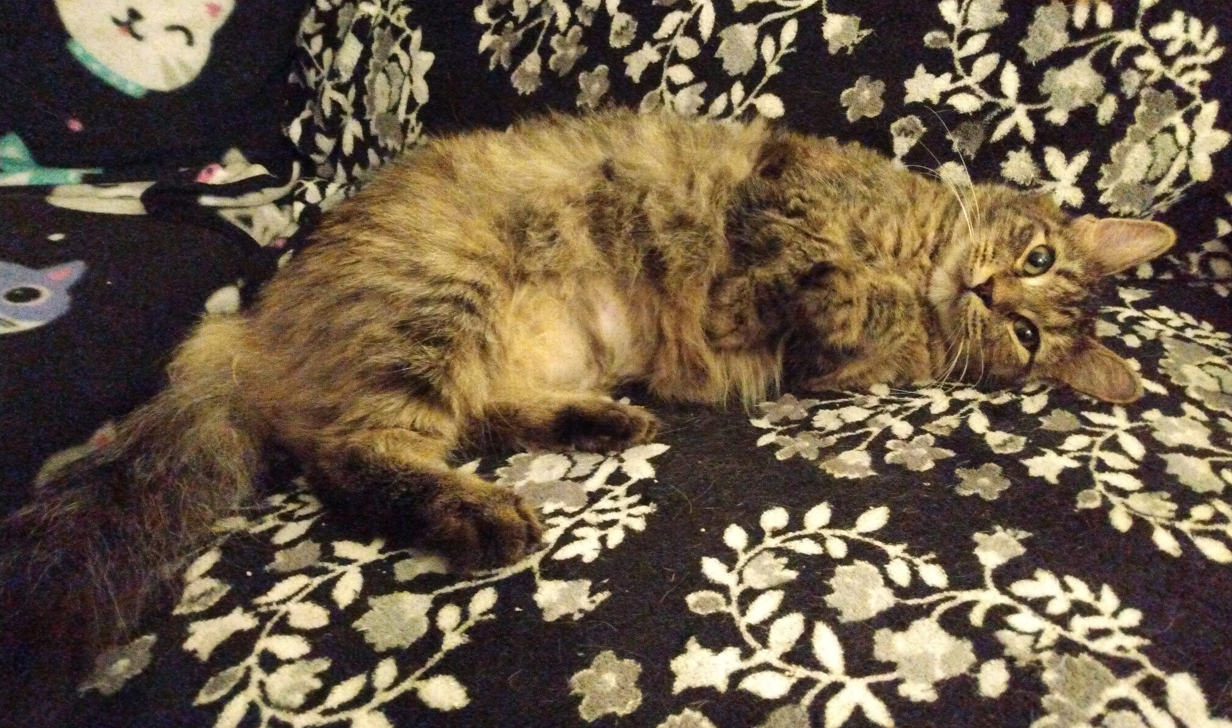 Wendy and Tigerlily (Bonded Pair)