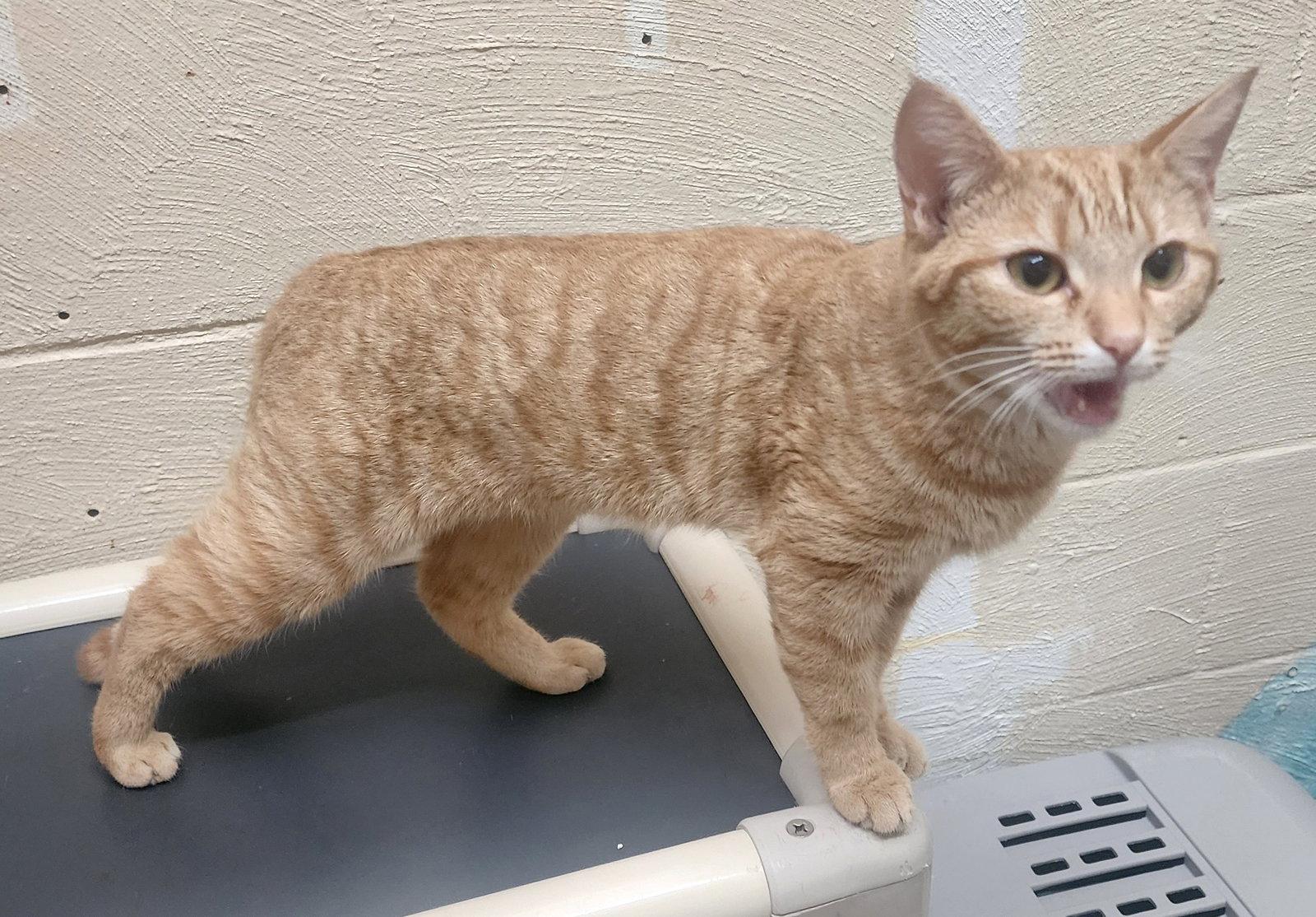 260381 Carol Jean, Adopted, Adult Female Domestic Short Hair.