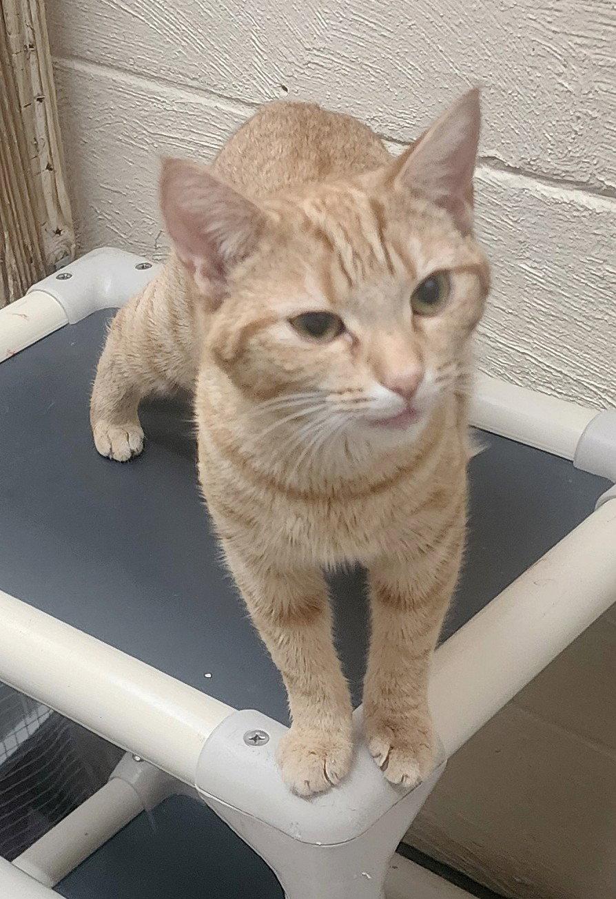 Enlarge 260381  Carol Jean, a Adopted Domestic Short Hair in Wetumpka, AL image 2/3