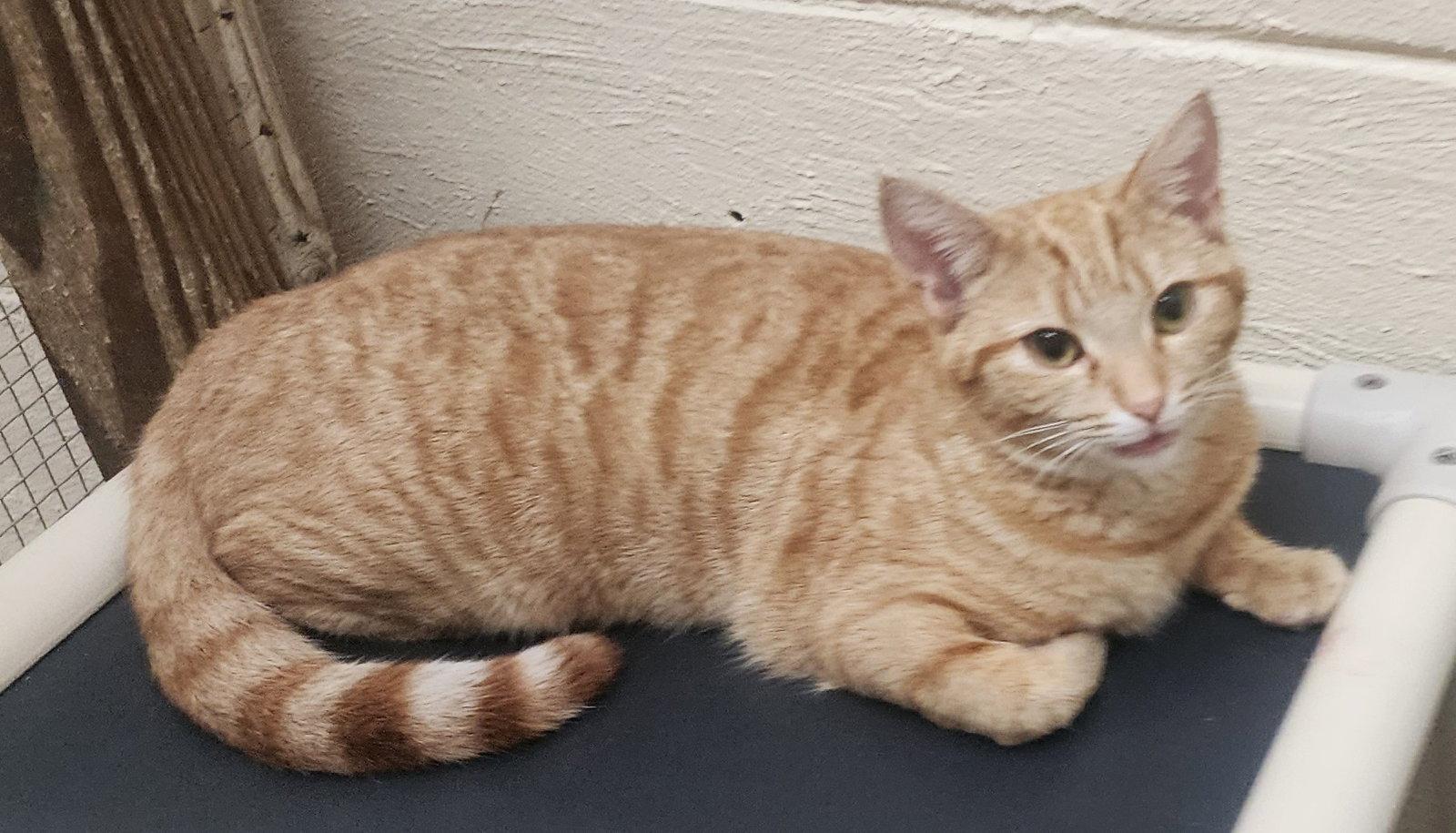 Enlarge 260381  Carol Jean, a Adopted Domestic Short Hair in Wetumpka, AL image 3/3