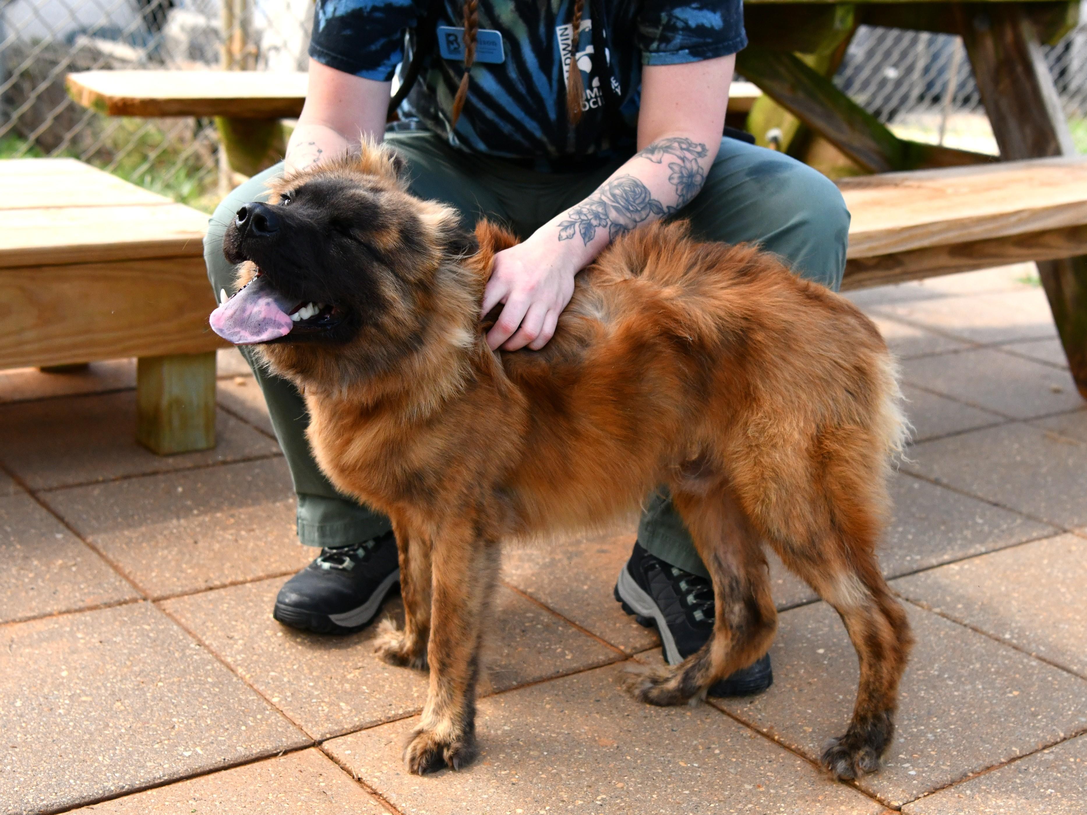 Enlarge Tyson, a Adoptable mixed breed in Fairhope, AL image 4/6