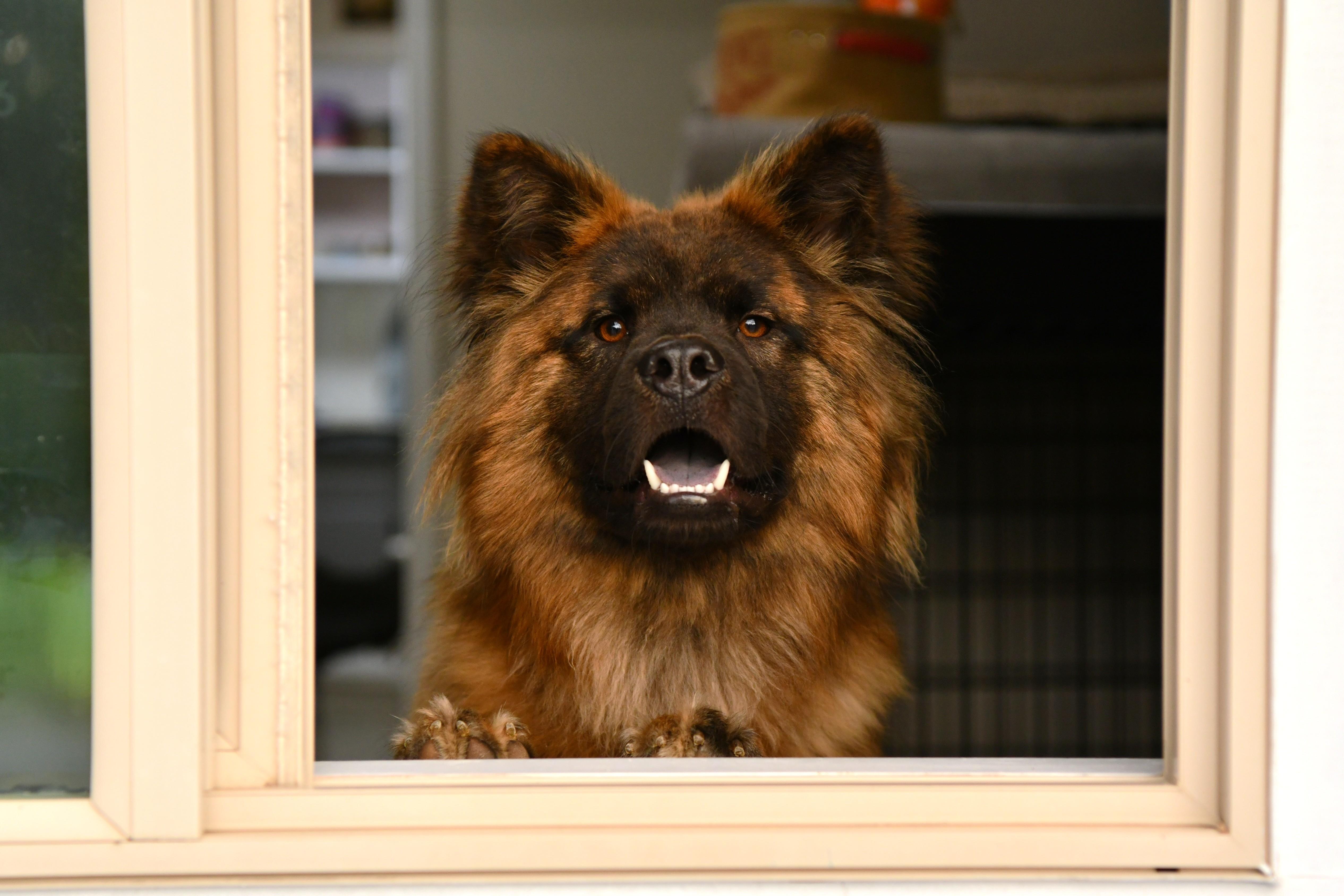 Enlarge Tyson, a Adoptable mixed breed in Fairhope, AL image 1/6