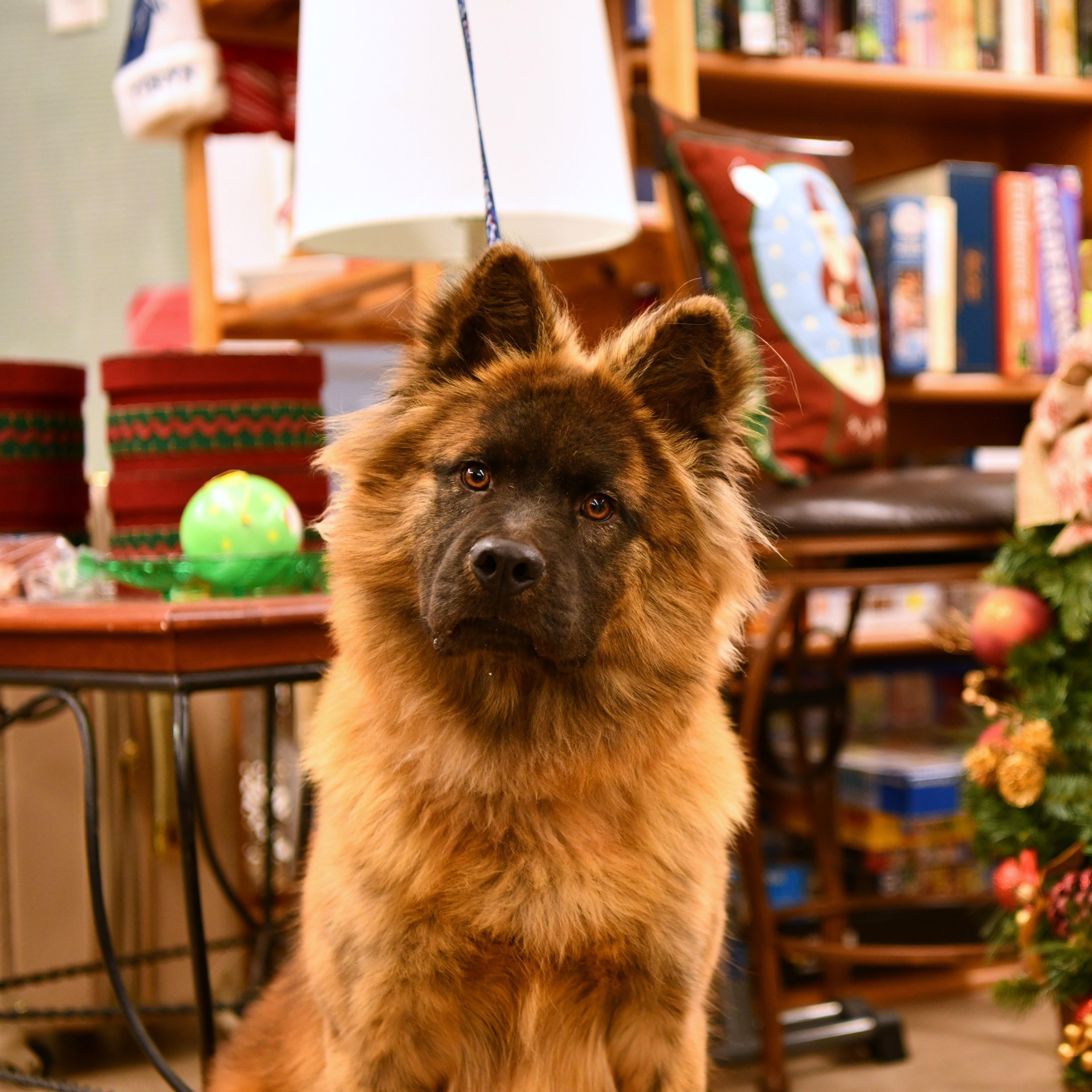 Enlarge Tyson, a Adoptable mixed breed in Fairhope, AL image 2/6