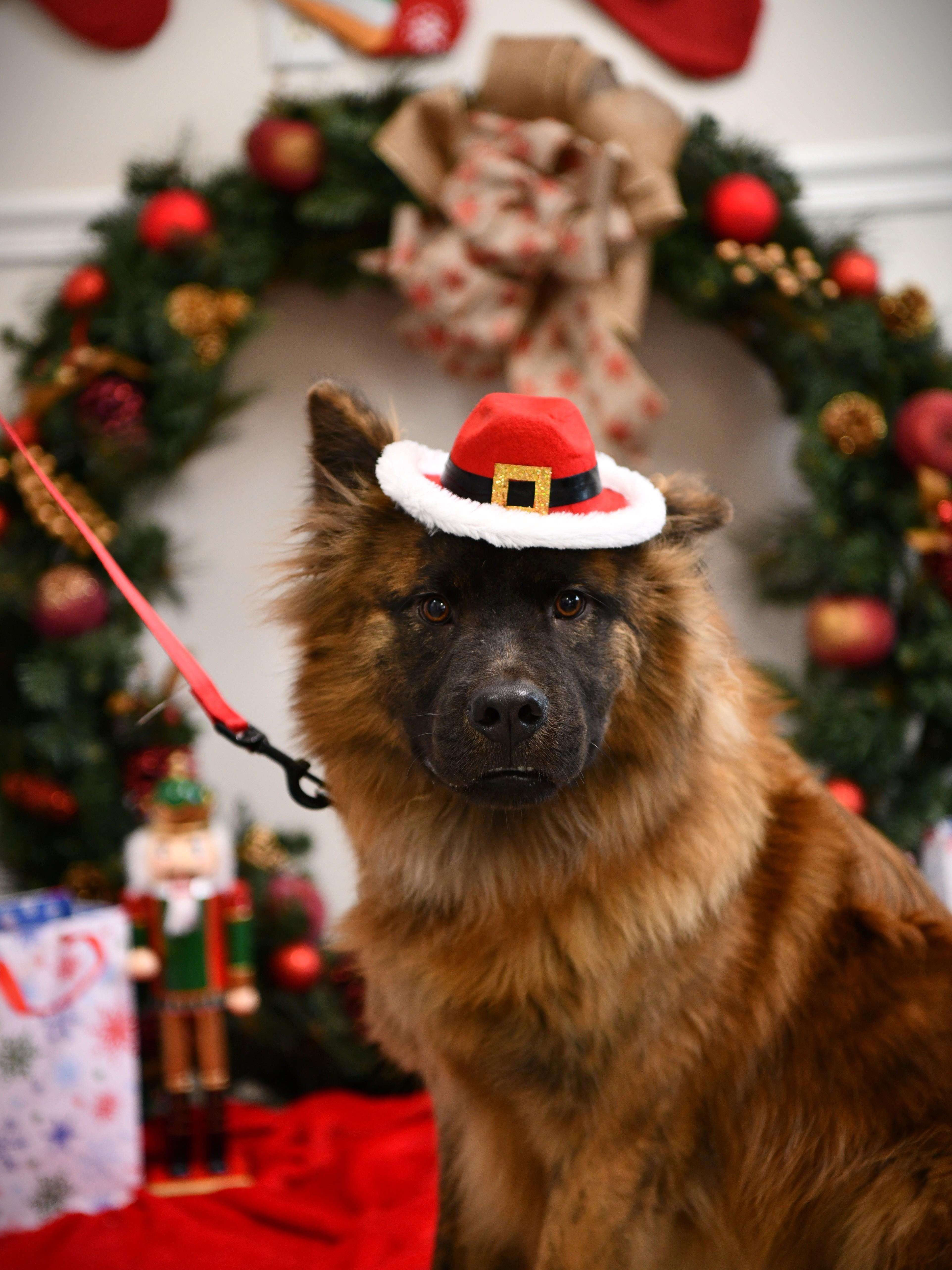 Enlarge Tyson, a Adoptable mixed breed in Fairhope, AL image 1/6