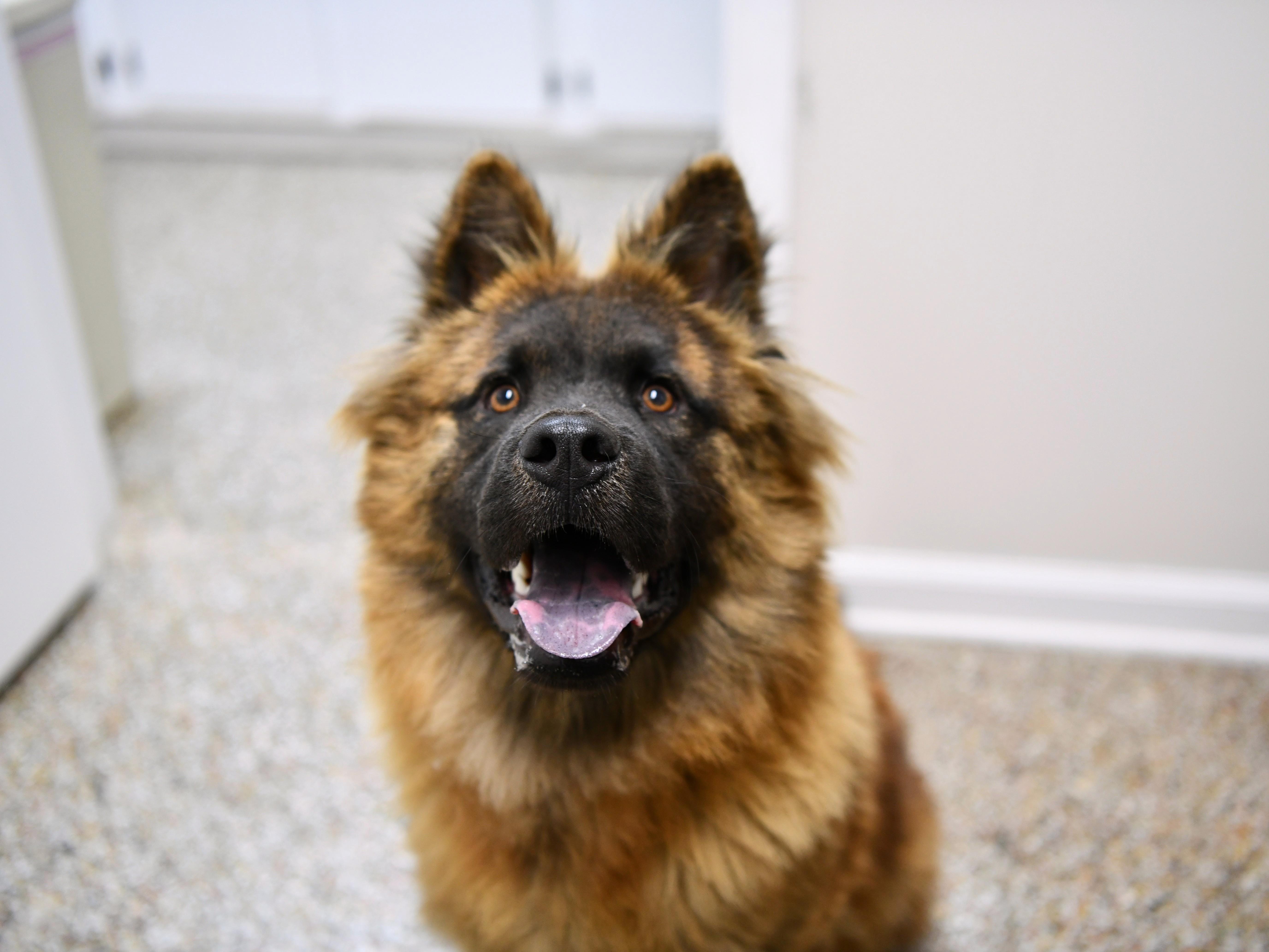 Enlarge Tyson, a Adoptable mixed breed in Fairhope, AL image 3/6