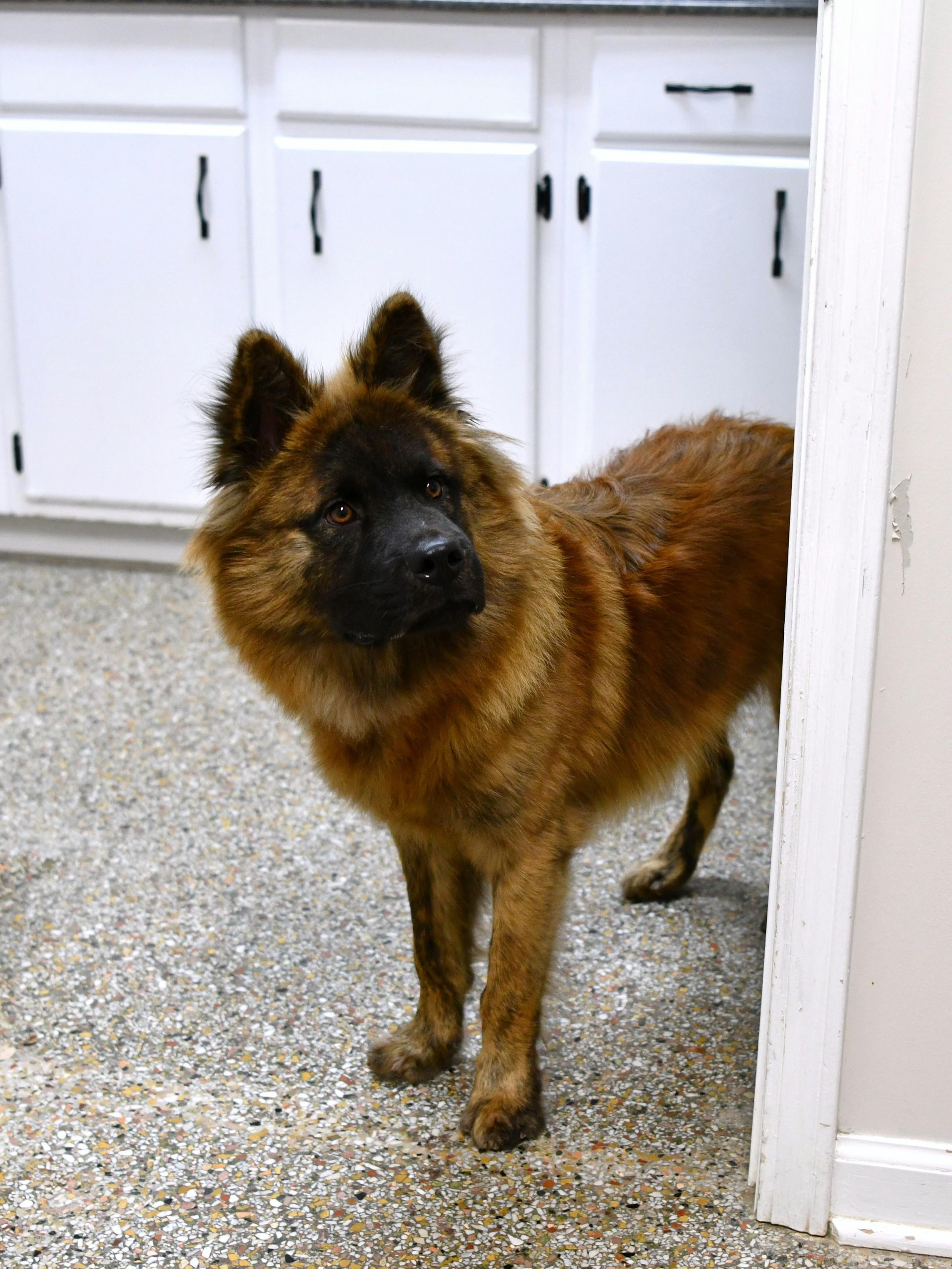 Enlarge Tyson, a Adoptable mixed breed in Fairhope, AL image 5/6