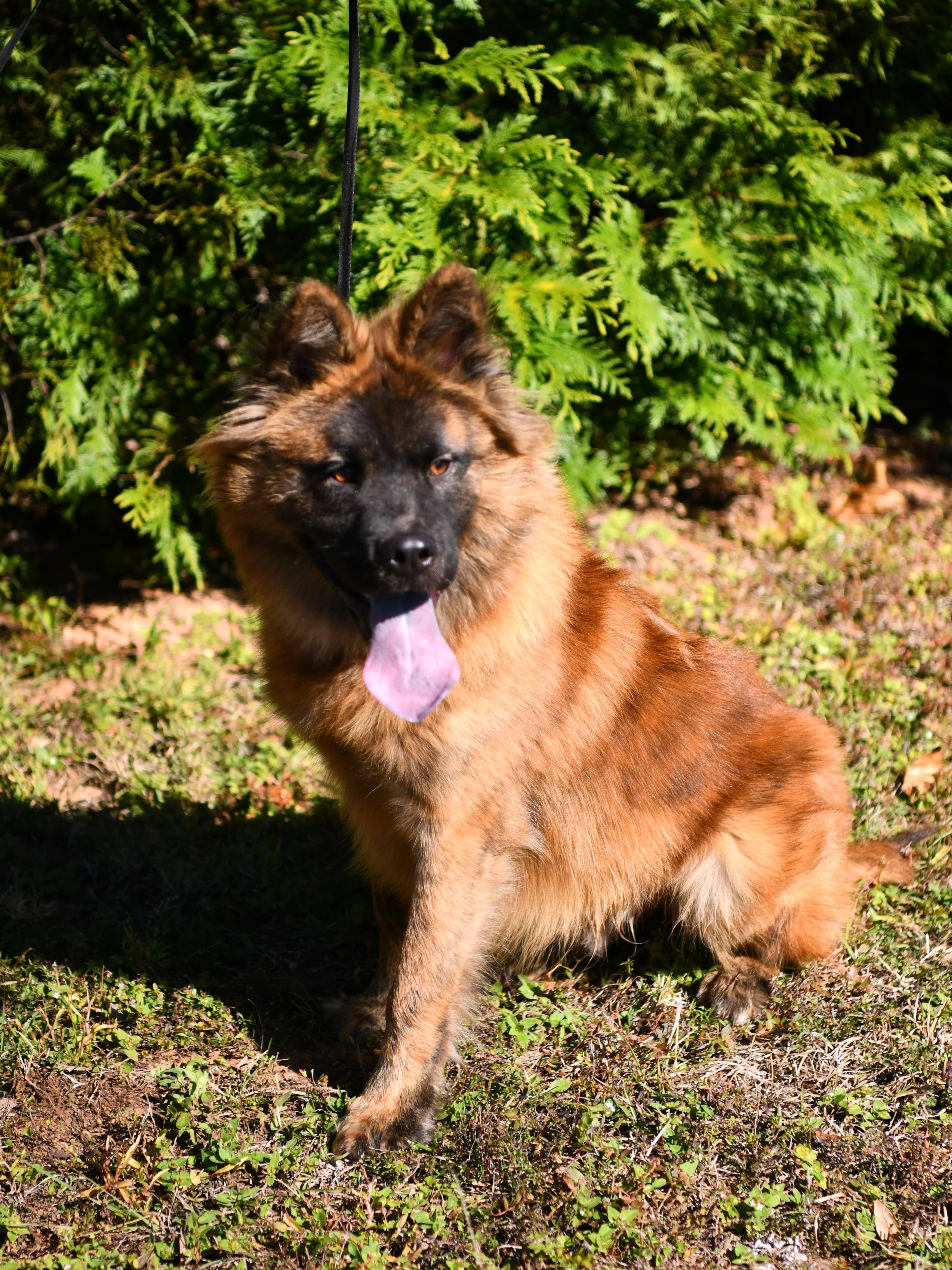 Enlarge Tyson, a Adoptable mixed breed in Fairhope, AL image 6/6