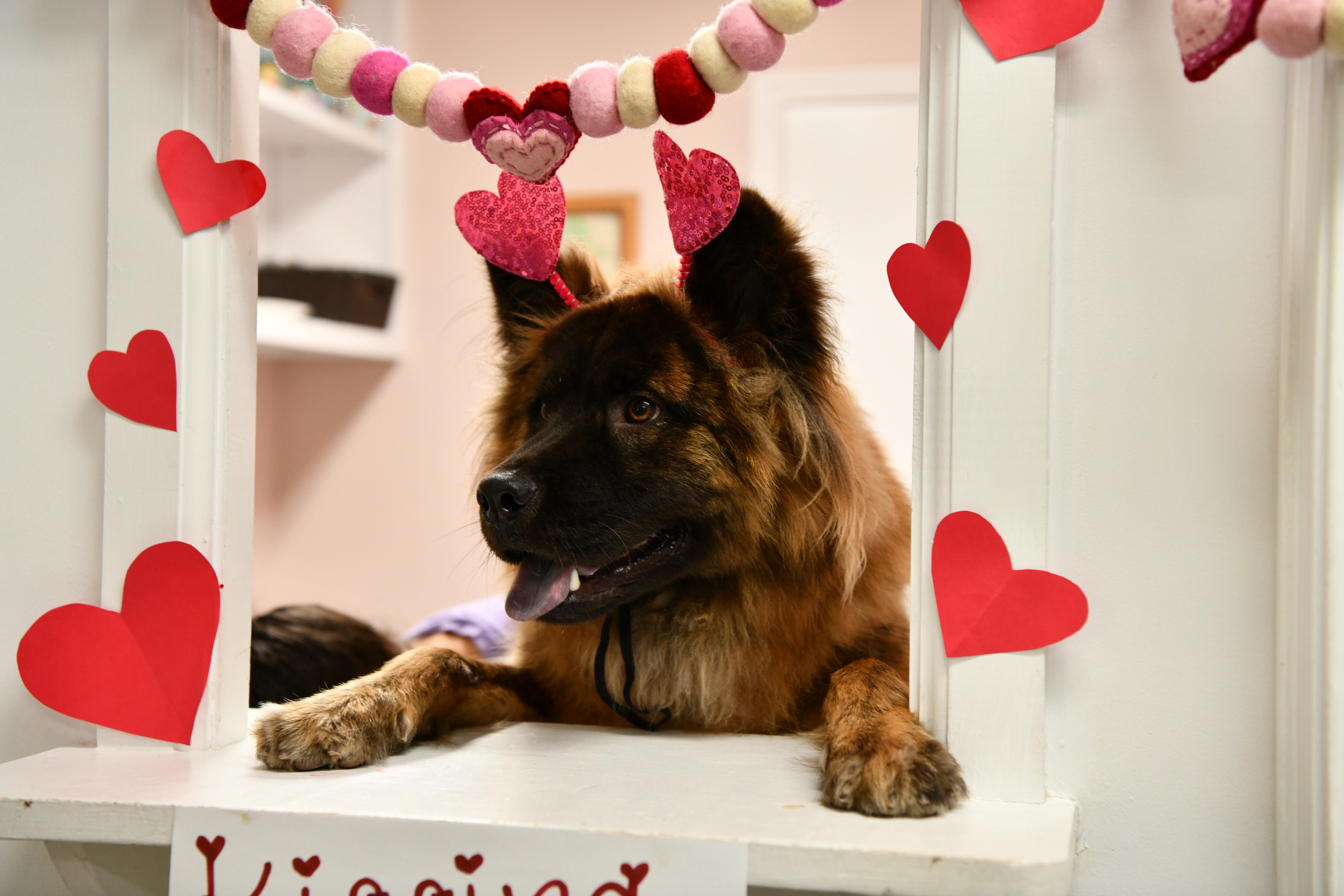 Tyson, Adoptable, Young Male Chow Chow & German Shepherd Dog.