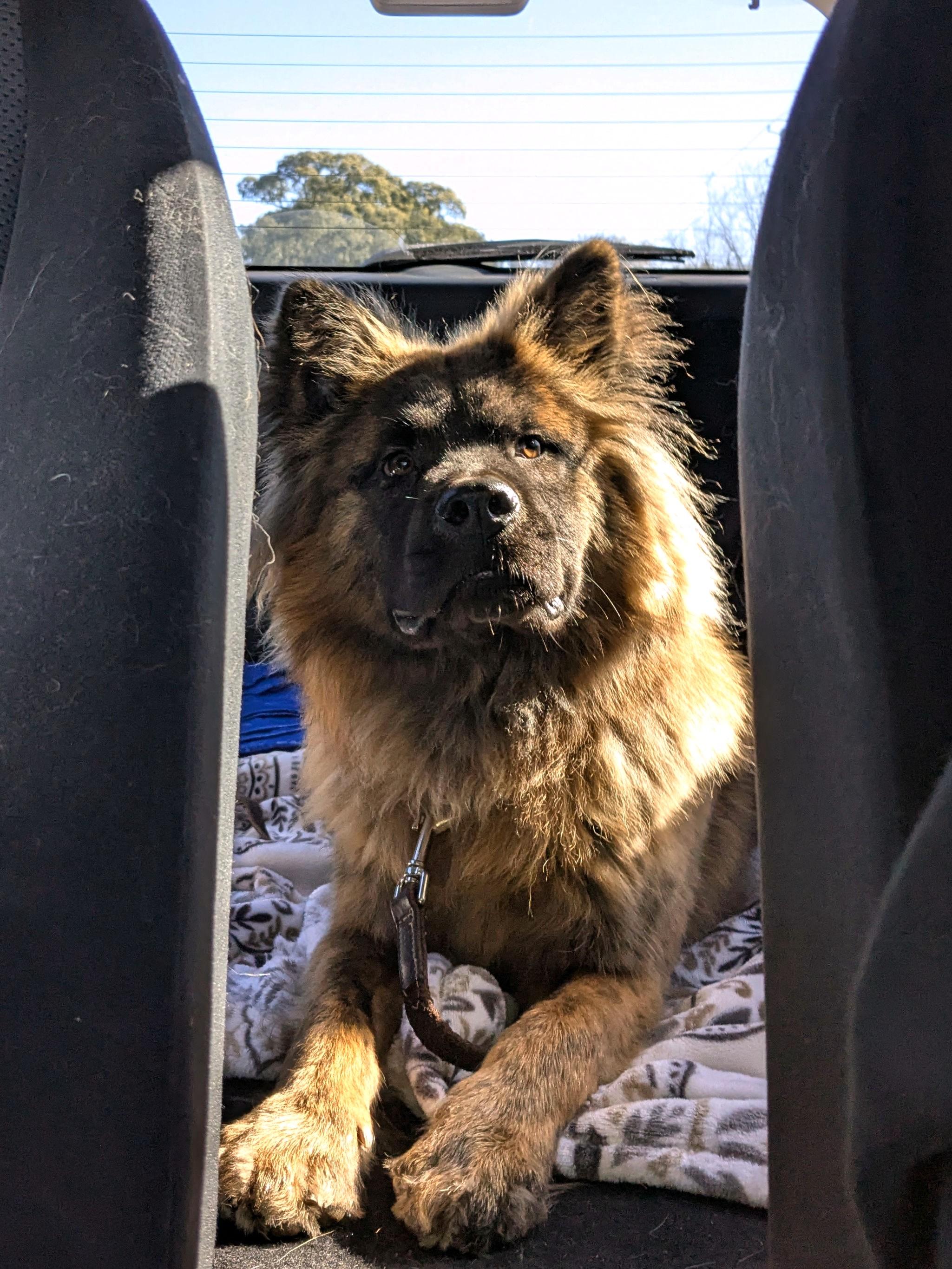 Tyson, Adoptable, Young Male Chow Chow & German Shepherd Dog.