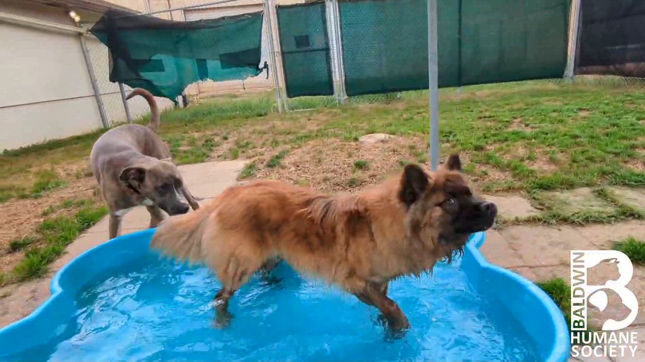 Enlarge Tyson, a Adoptable mixed breed in Fairhope, AL video 2/6