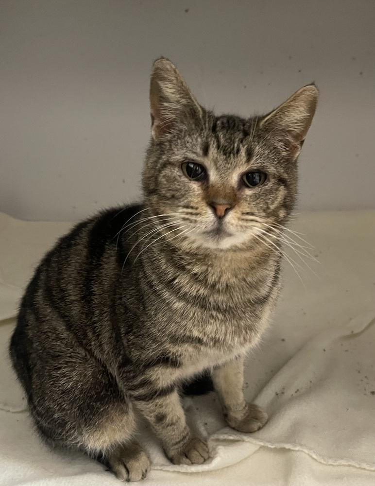 Enlarge Inga, a Adoptable Domestic Short Hair in Bolivar, MO image 1/1