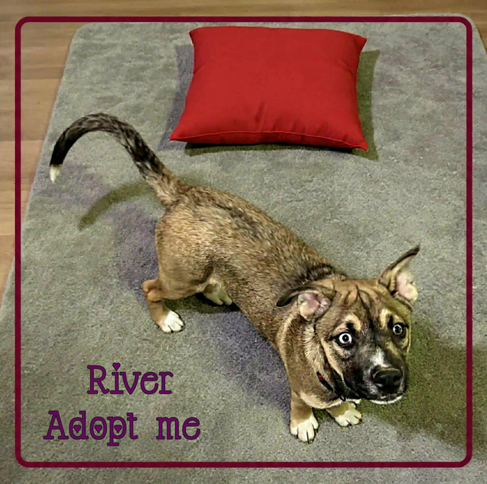 Enlarge River, a ADOPTABLE mixed breed in Grove, OK image 2/5
