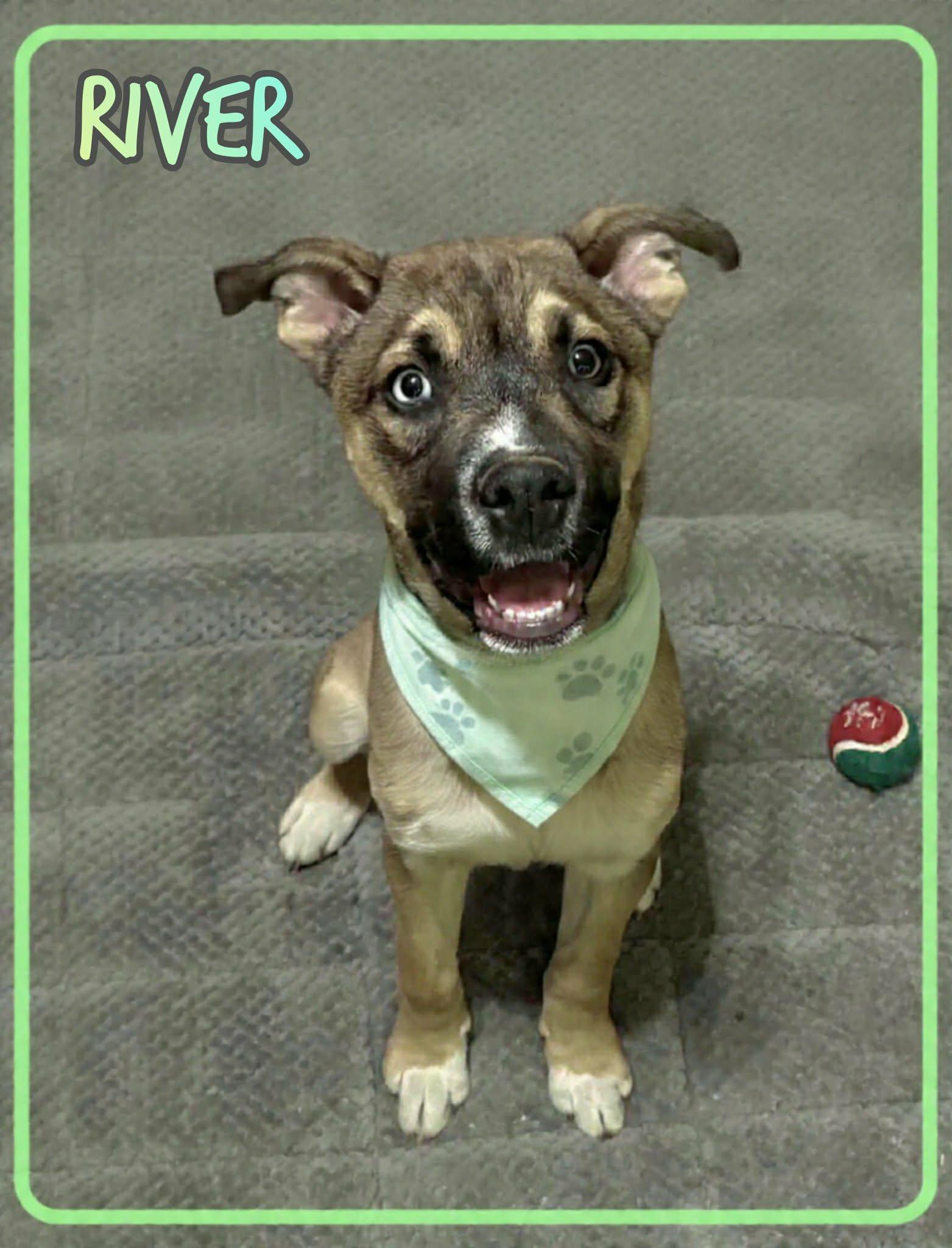 River, ADOPTABLE, Young Male German Shepherd Dog & American Staffordshire Terrier.