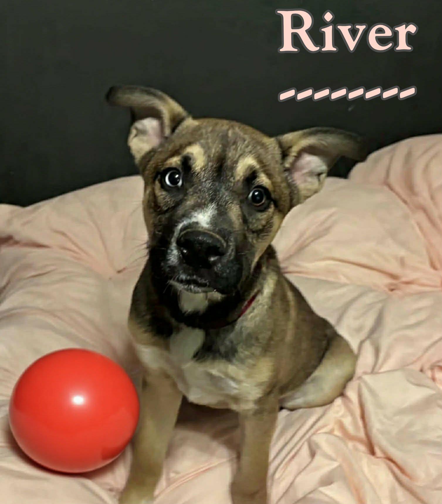 Enlarge River, a ADOPTABLE mixed breed in Grove, OK image 4/5