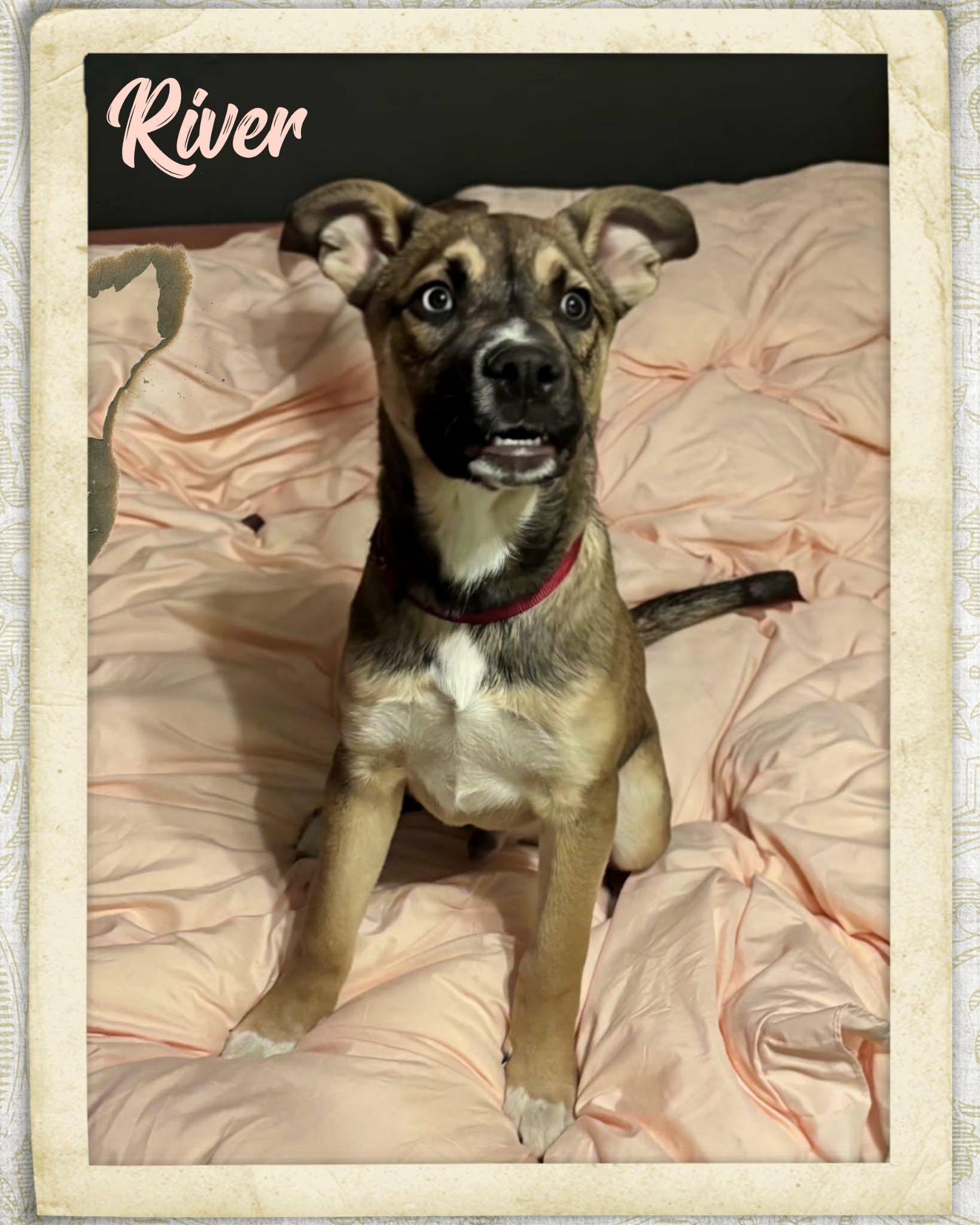 Enlarge River, a ADOPTABLE mixed breed in Grove, OK image 3/5