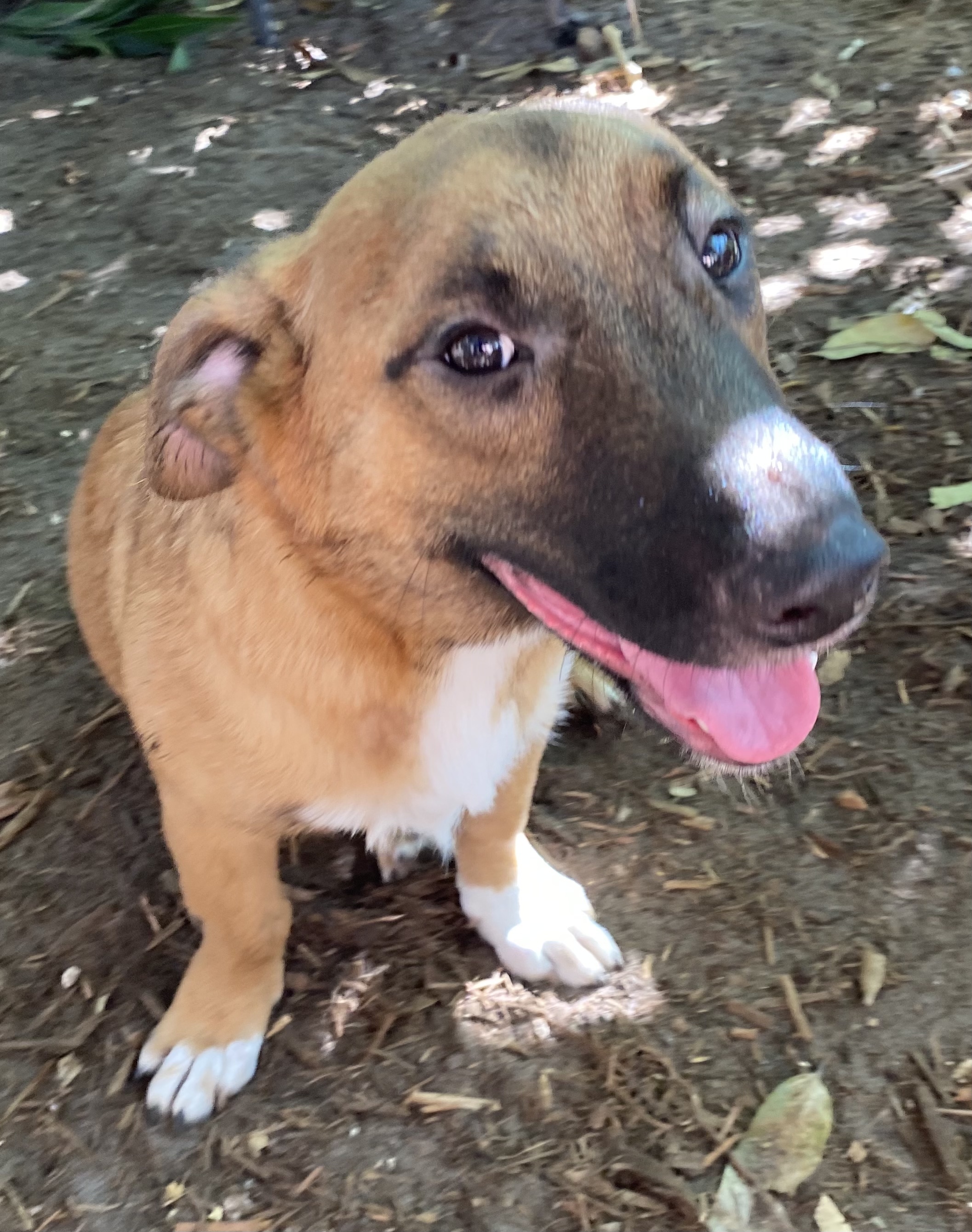 Scout, Baby Male unknown