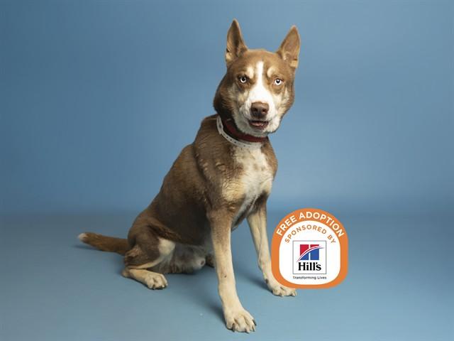 WILEY, Adoptable, Adult Male Siberian Husky.
