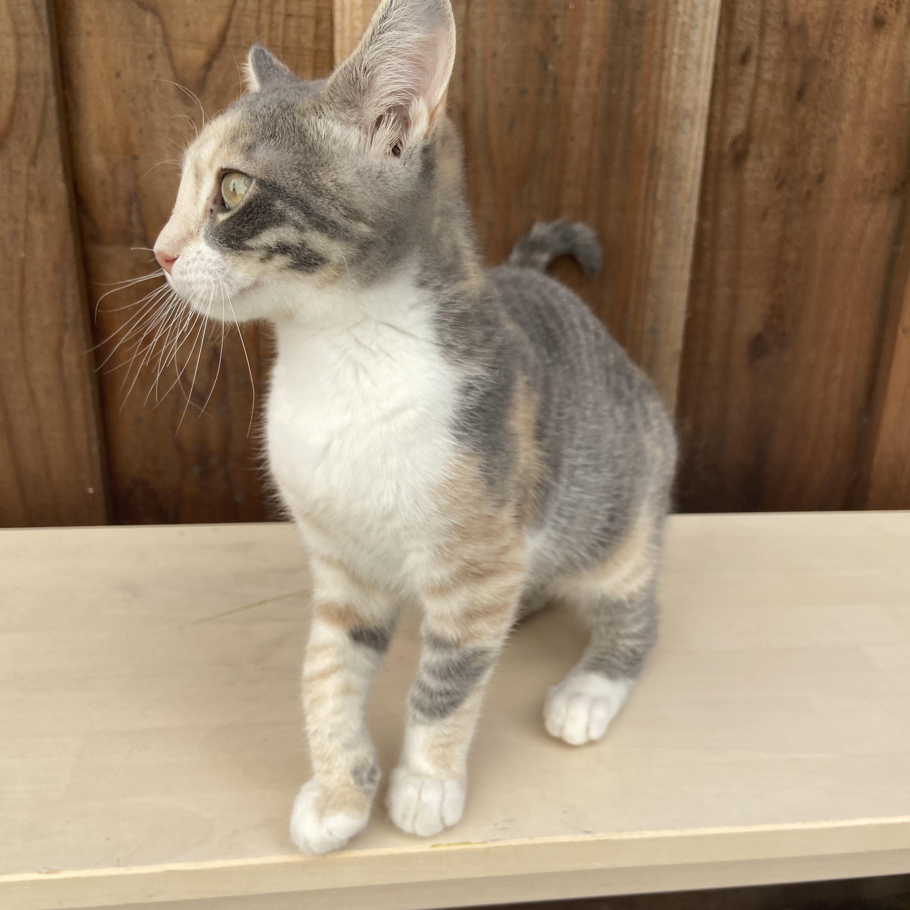 Patches, a Adoptable Domestic Short Hair in Salinas, CA image 1/2