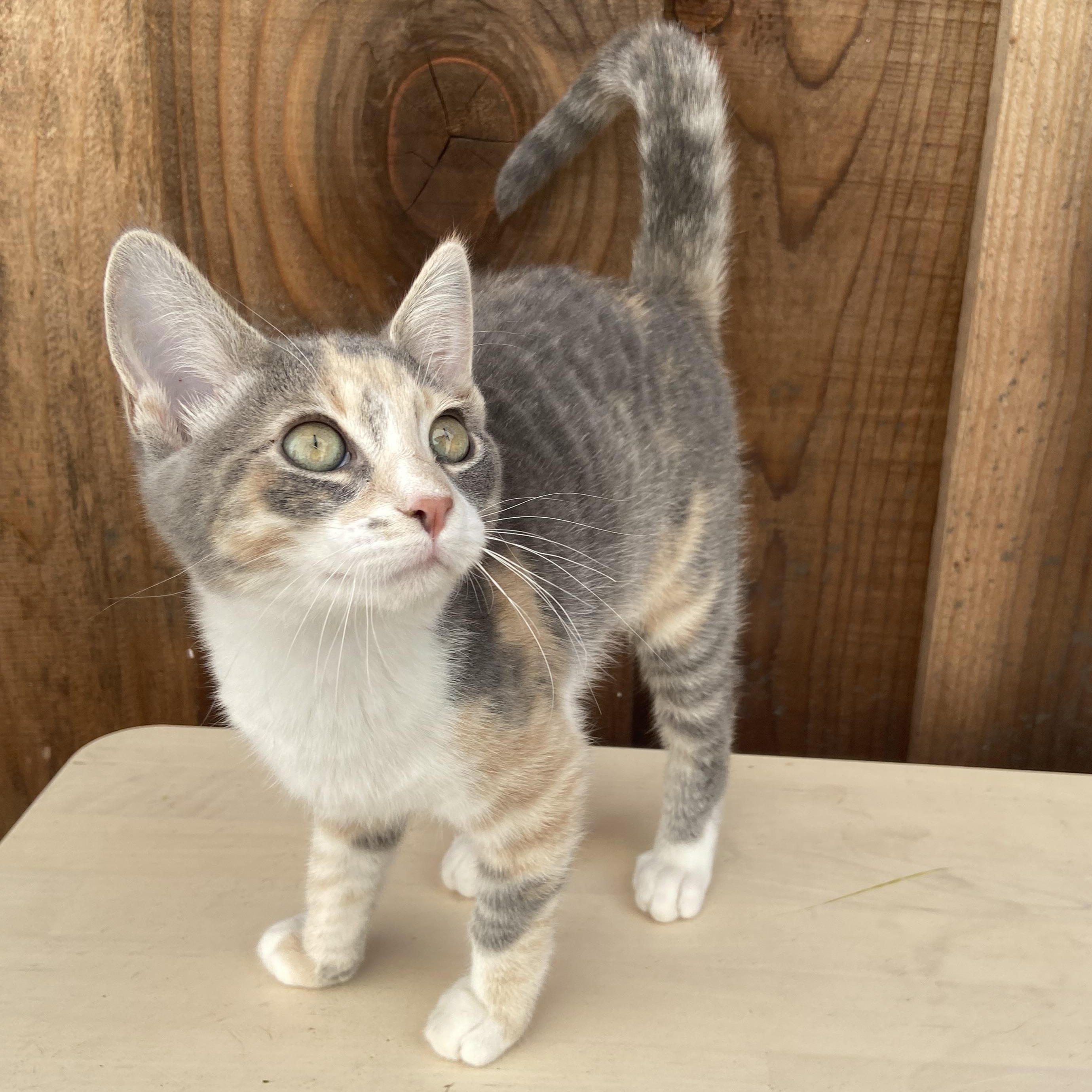 Patches, a Adoptable Domestic Short Hair in Salinas, CA image 2/2