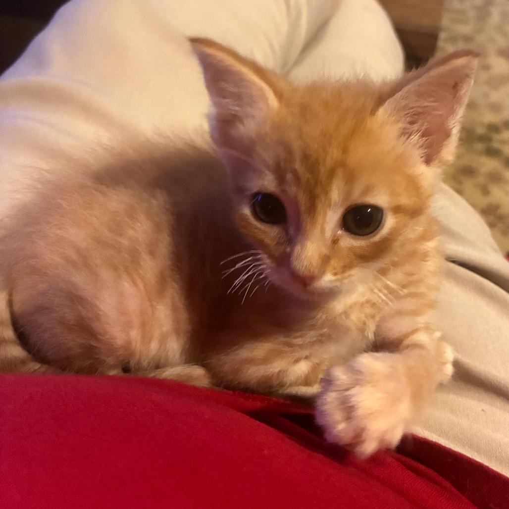 Mater adopt with Mimi, Adoptable, Kitten Male Domestic Short Hair.