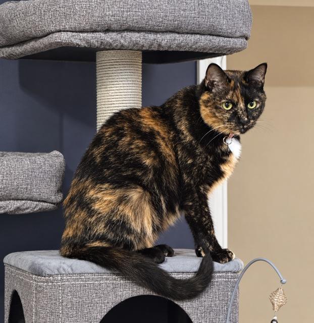 Mia (Meagan), Adoptable, Senior Female Domestic Short Hair.